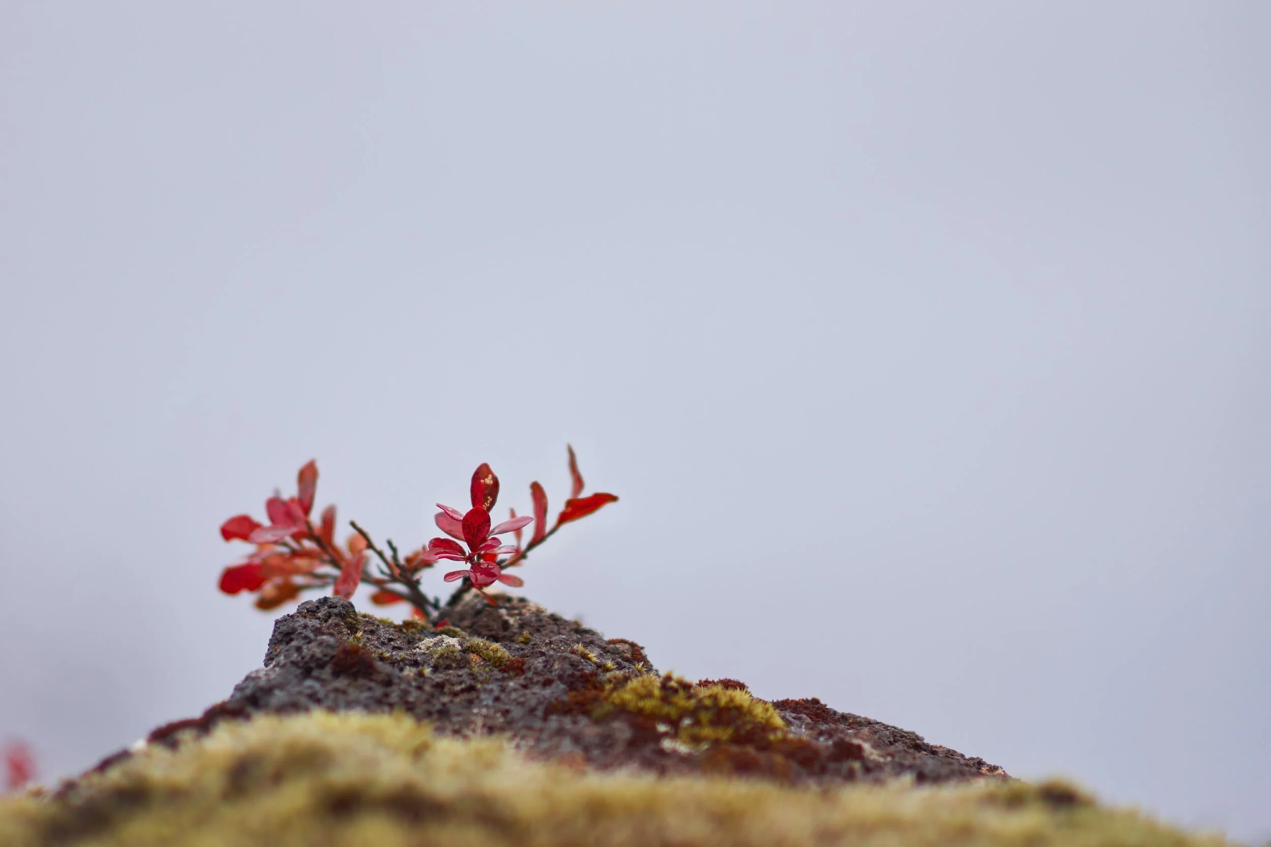 unsplash-image-xjIXAVx3TXA.jpg