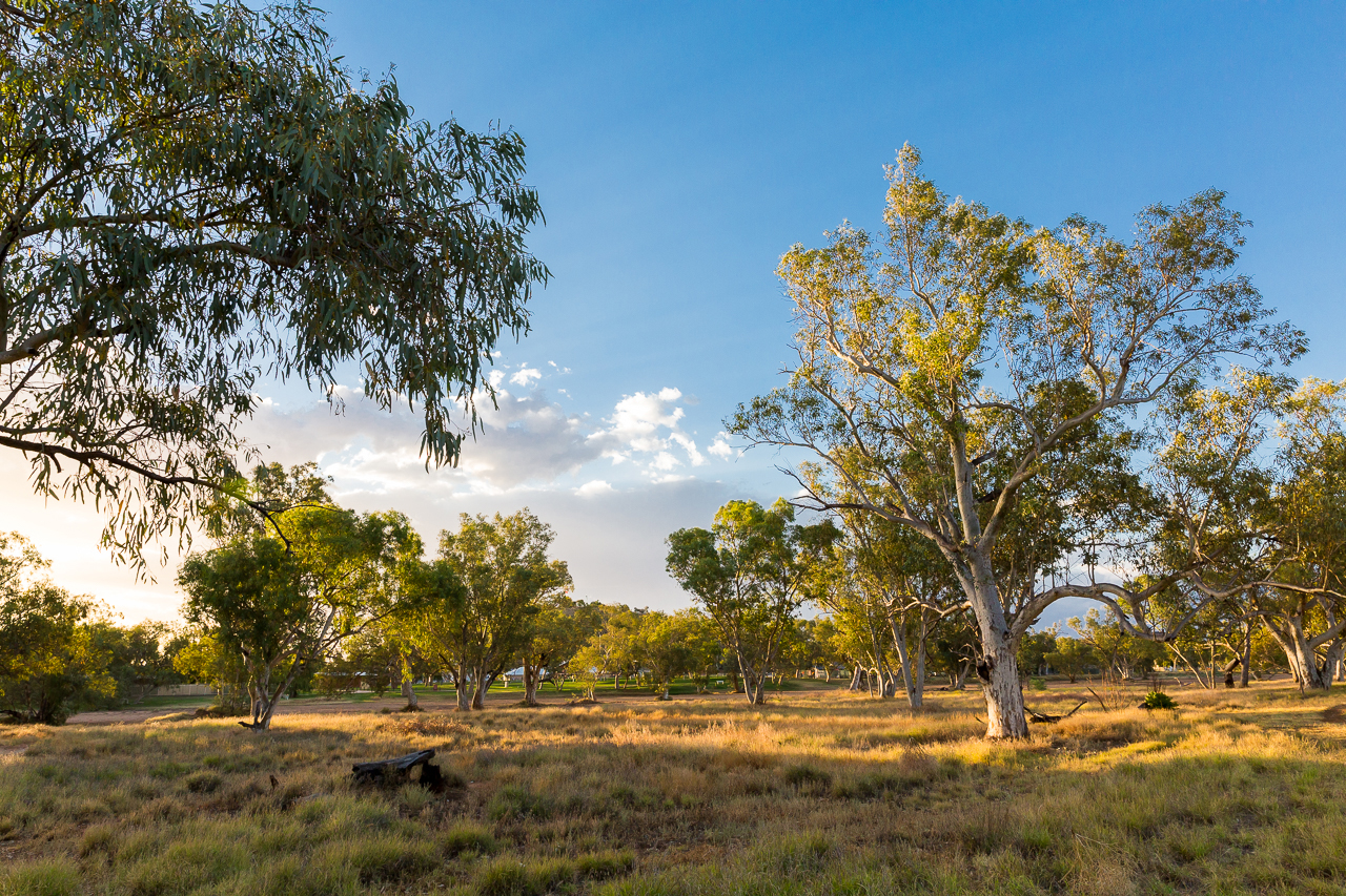 Beautiful gumtrees grow in and around the river