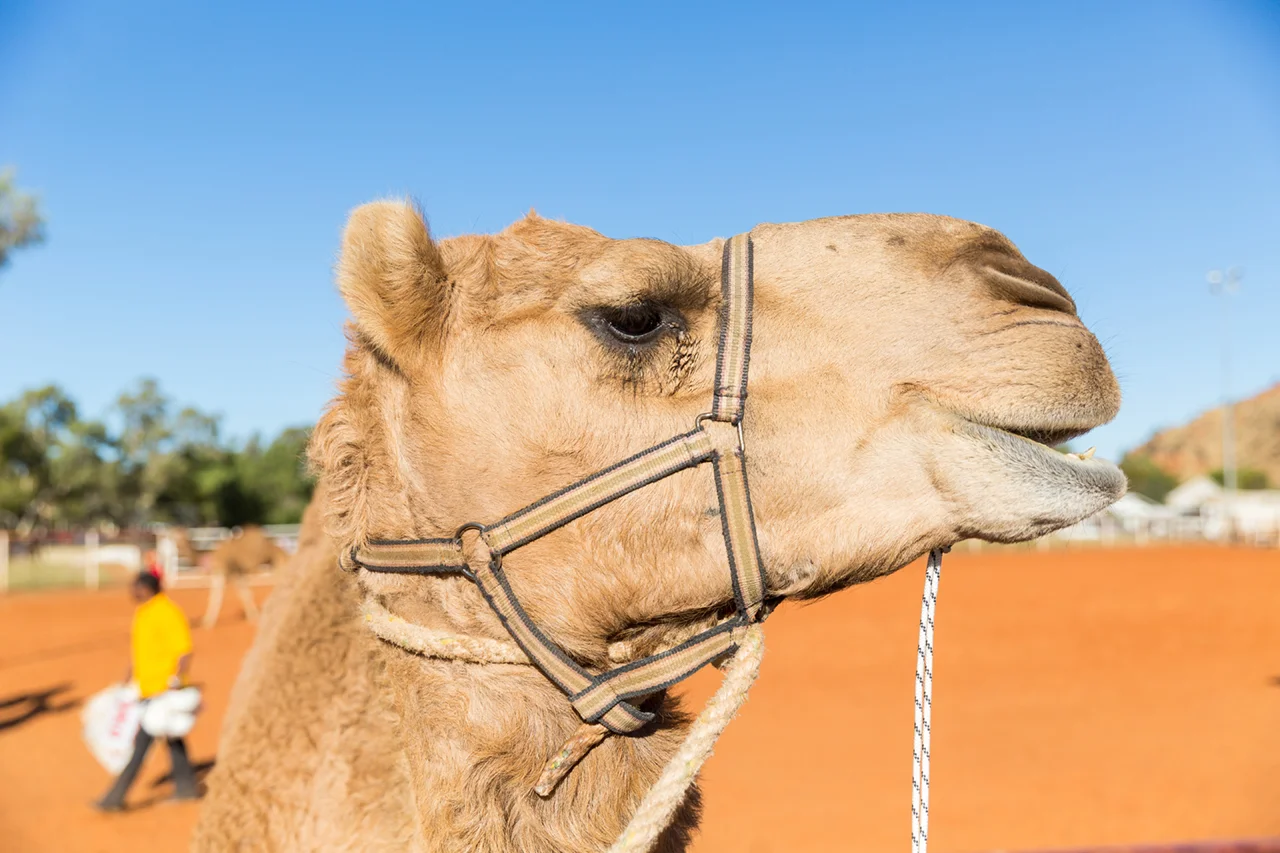 2016 Camel Cup winner "Chrissy" in the holding pits at this year's event