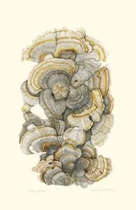 Turkey-Tail-194x300.jpg