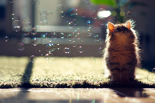 cute-baby-animals-23.jpg
