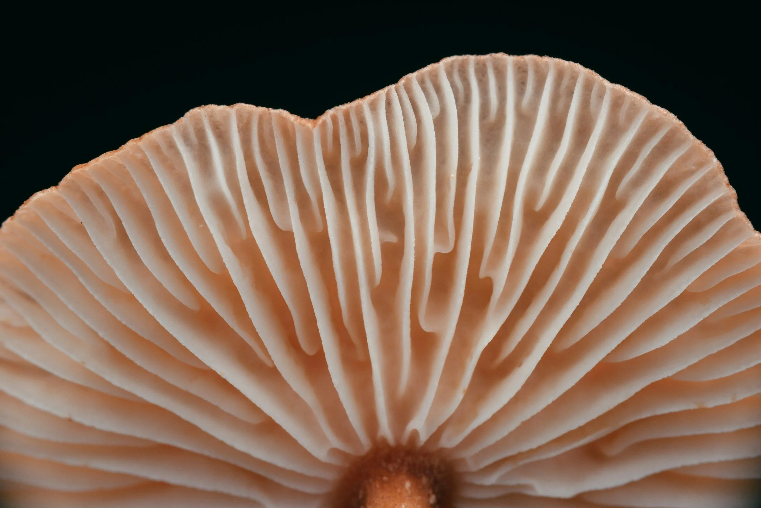 unsplash-image-f4aZTdkI0Qk.jpg