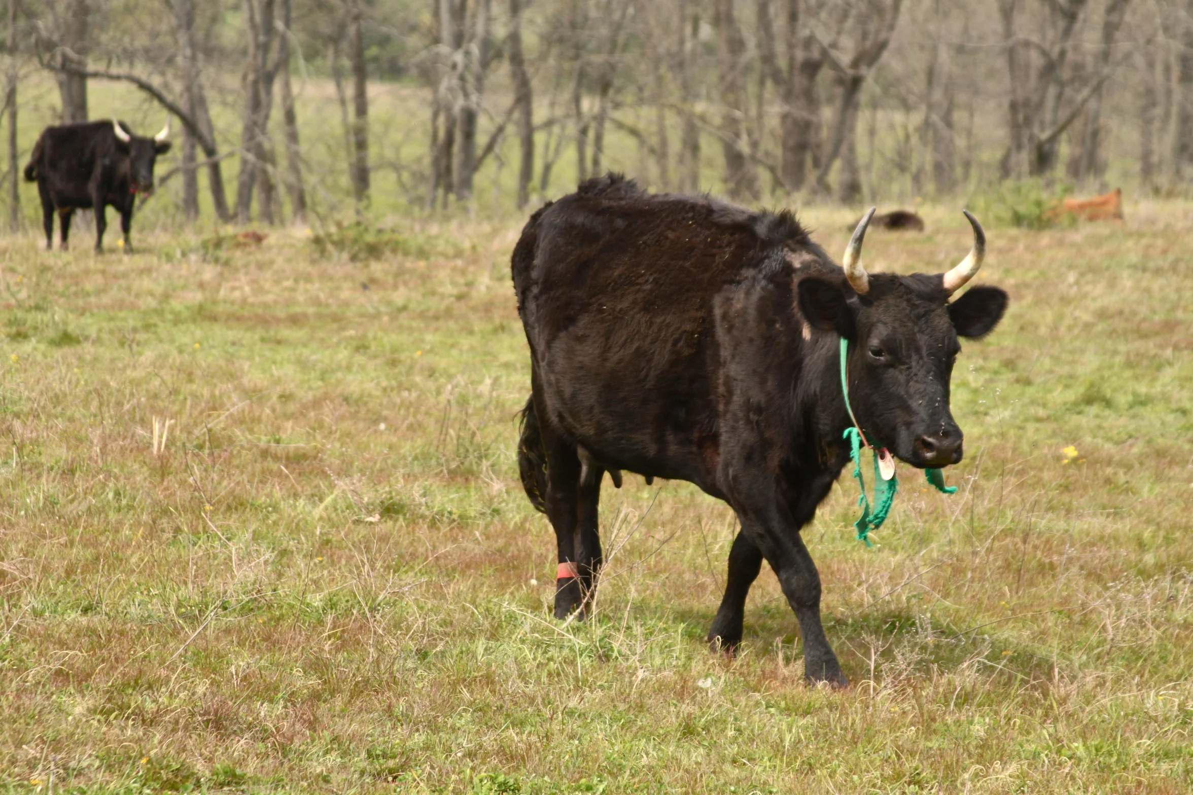 cow.jpg