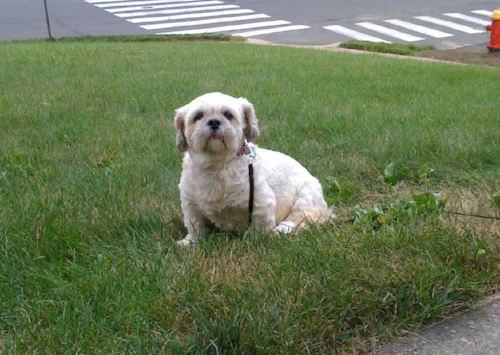 Kaleigh at home in Connecticut. Photo provided by Matthew Dicks.