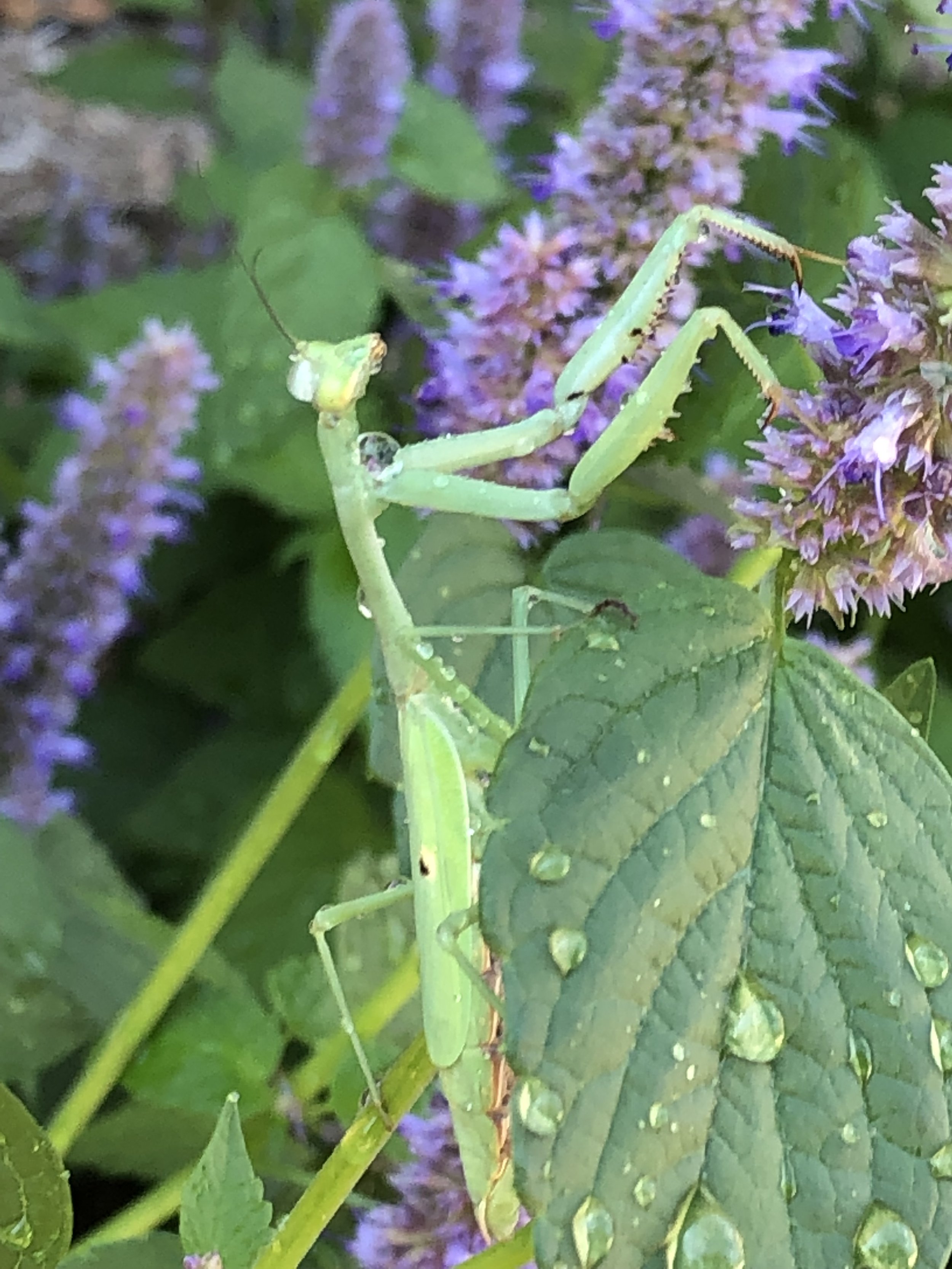  A praying mantis in the garden during the summer of 2020. Photo courtesy of Jessica Brinkworth. 