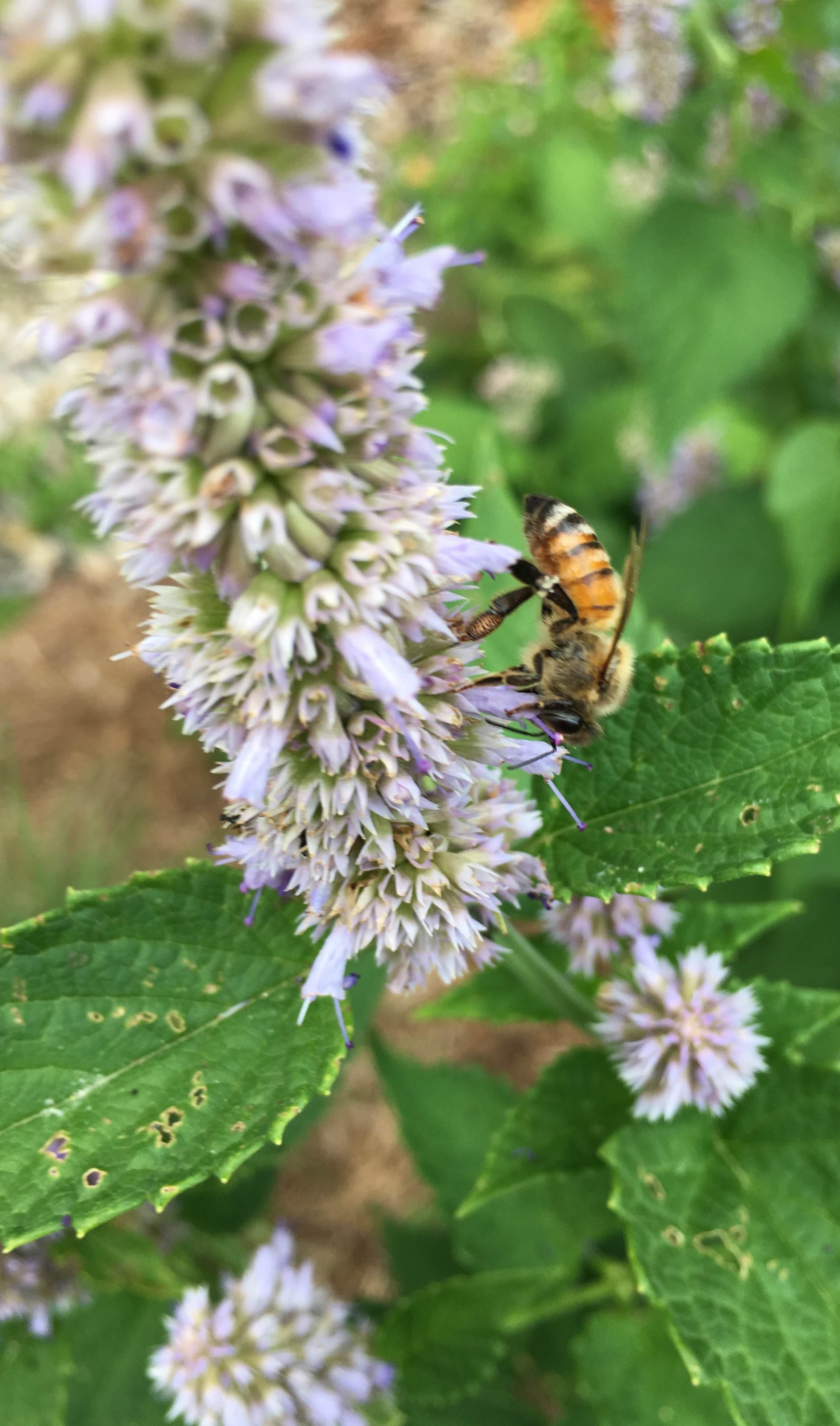  A European Honey bee in the garden in 2021. Photo courtesy of Jessica Brinkworth. 