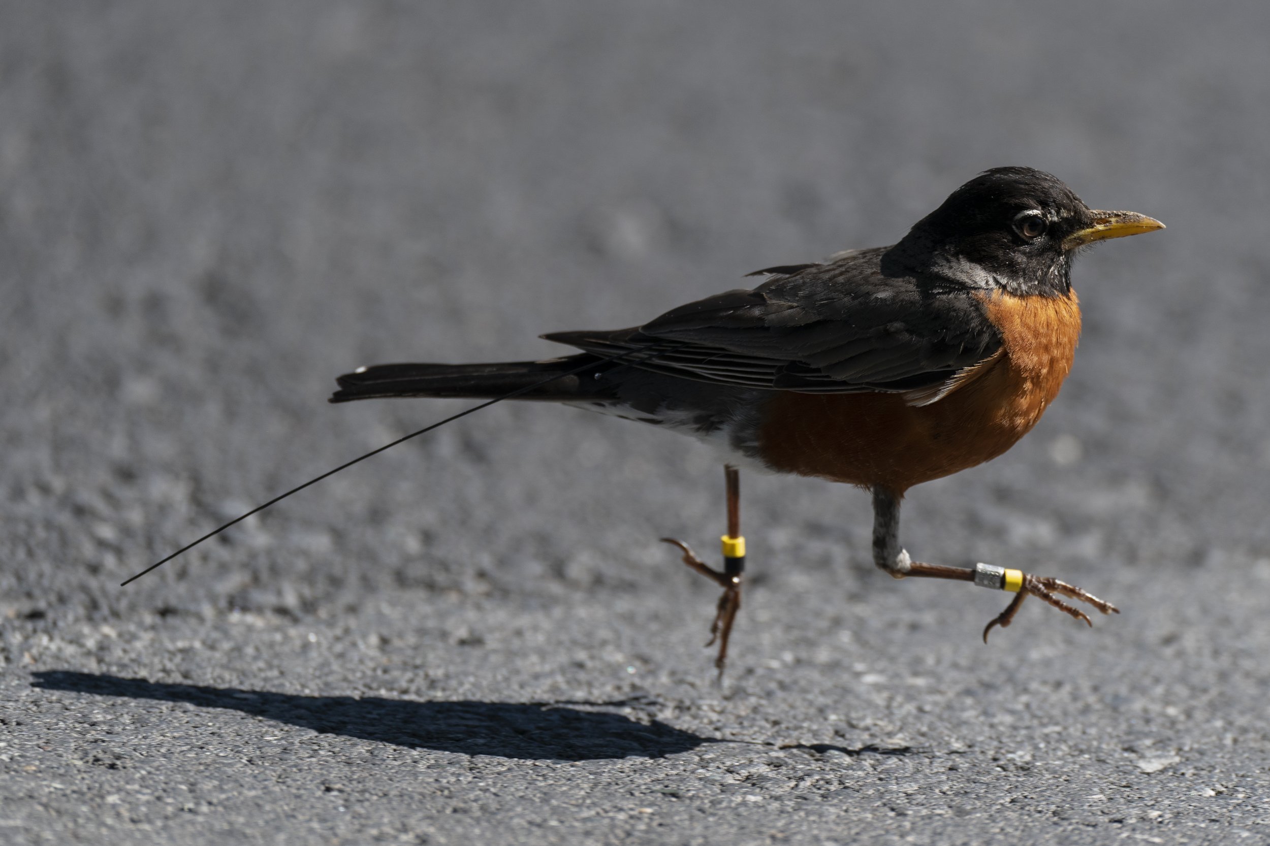  An American Robin. Photo courtesy of Emily Williams. 