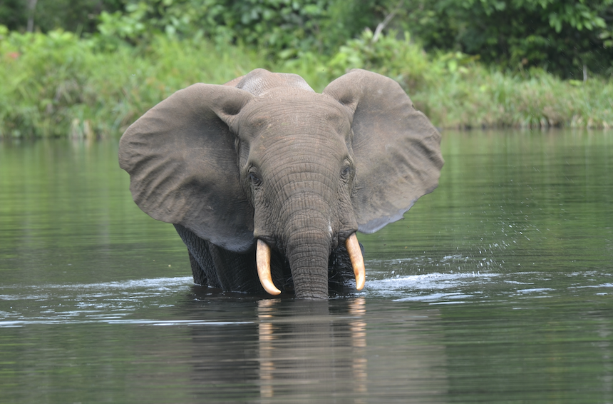  Forest Elephant in River.  Photo credit: Arthur Sniegon. 