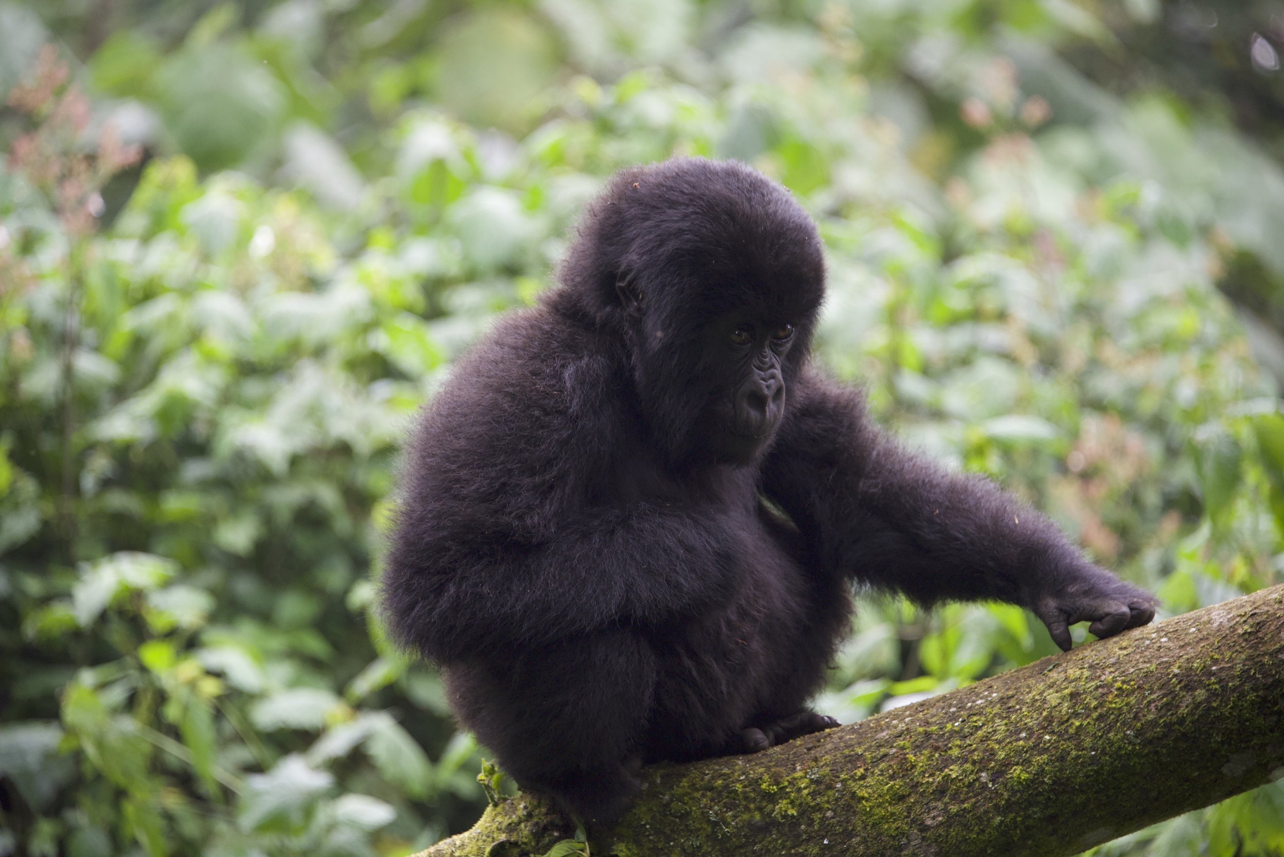  Infant gorilla on a tree. Photo courtesy of Caitlin Starowicz. 