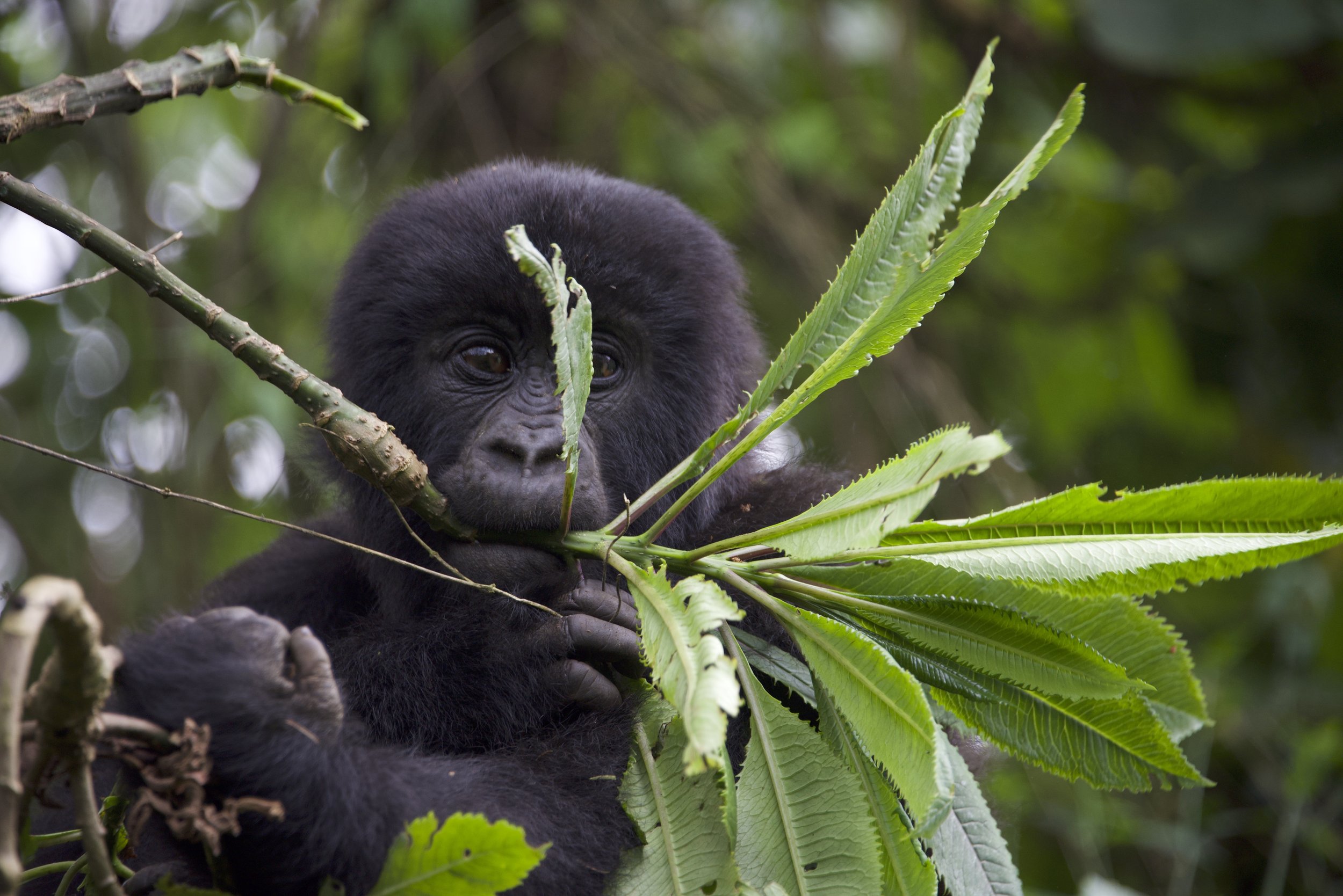  Infant gorilla eating. Photo courtesy of Caitlin Starowicz. 