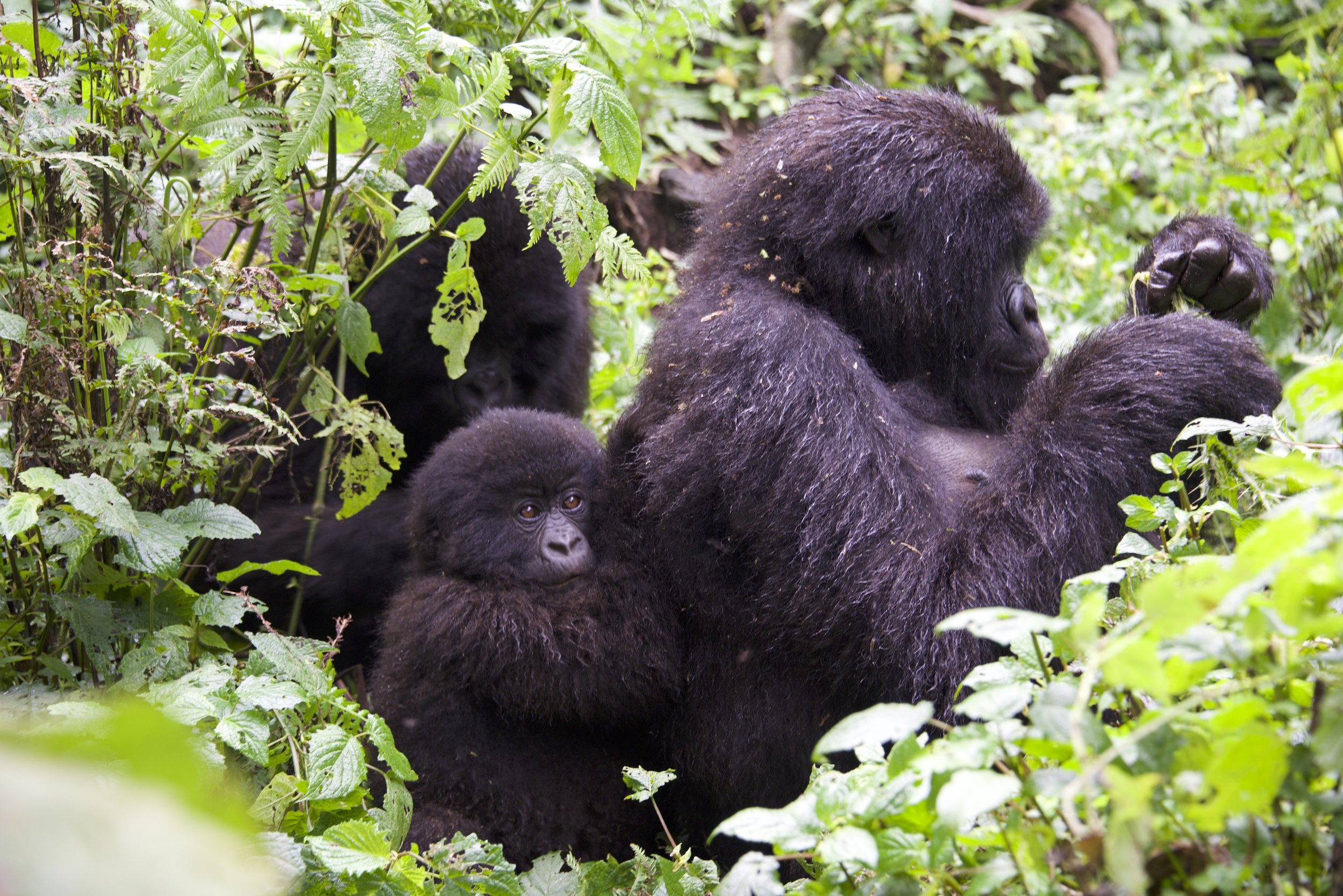 Infant gorilla holding onto its mother’s back. Photo courtesy of Caitlin Starowicz. 