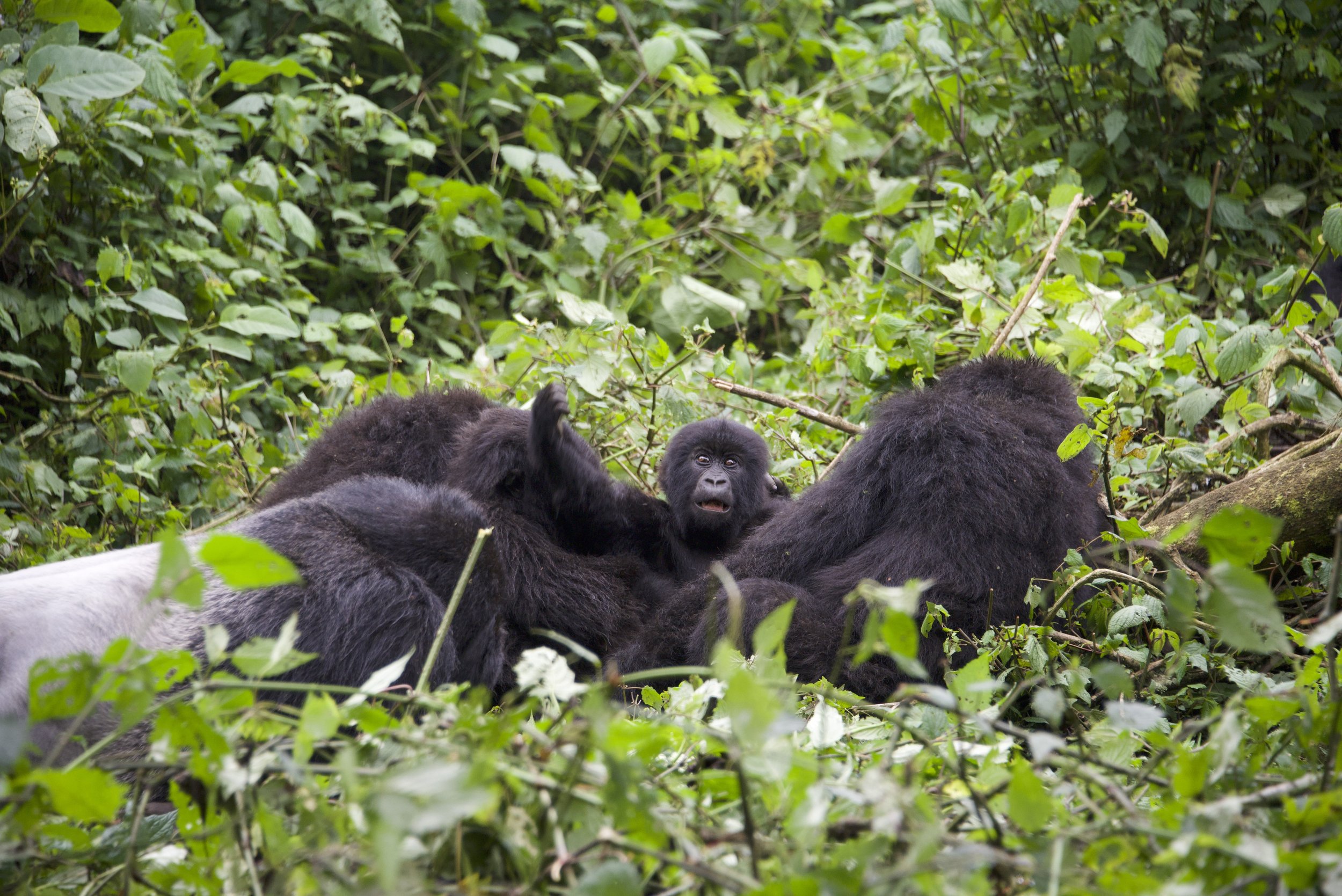  Infant gorilla reaching out. Photo courtesy of Caitlin Starowicz. 