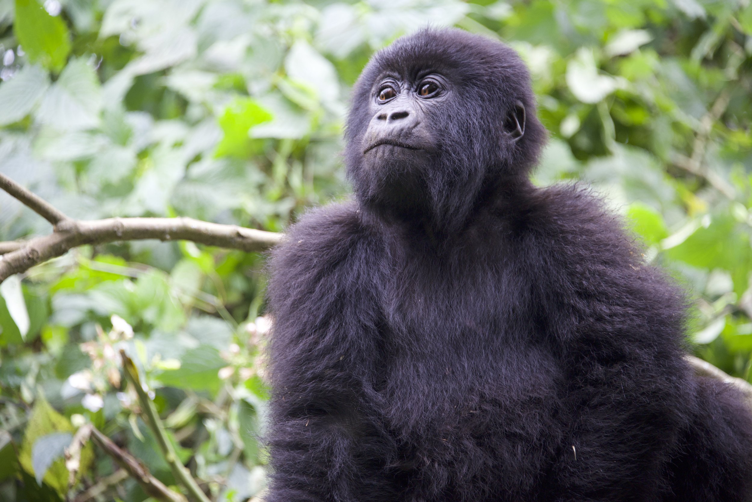  An infant gorilla sitting on a tree branch looking over. Photo courtesy of Caitlin Starowicz. 