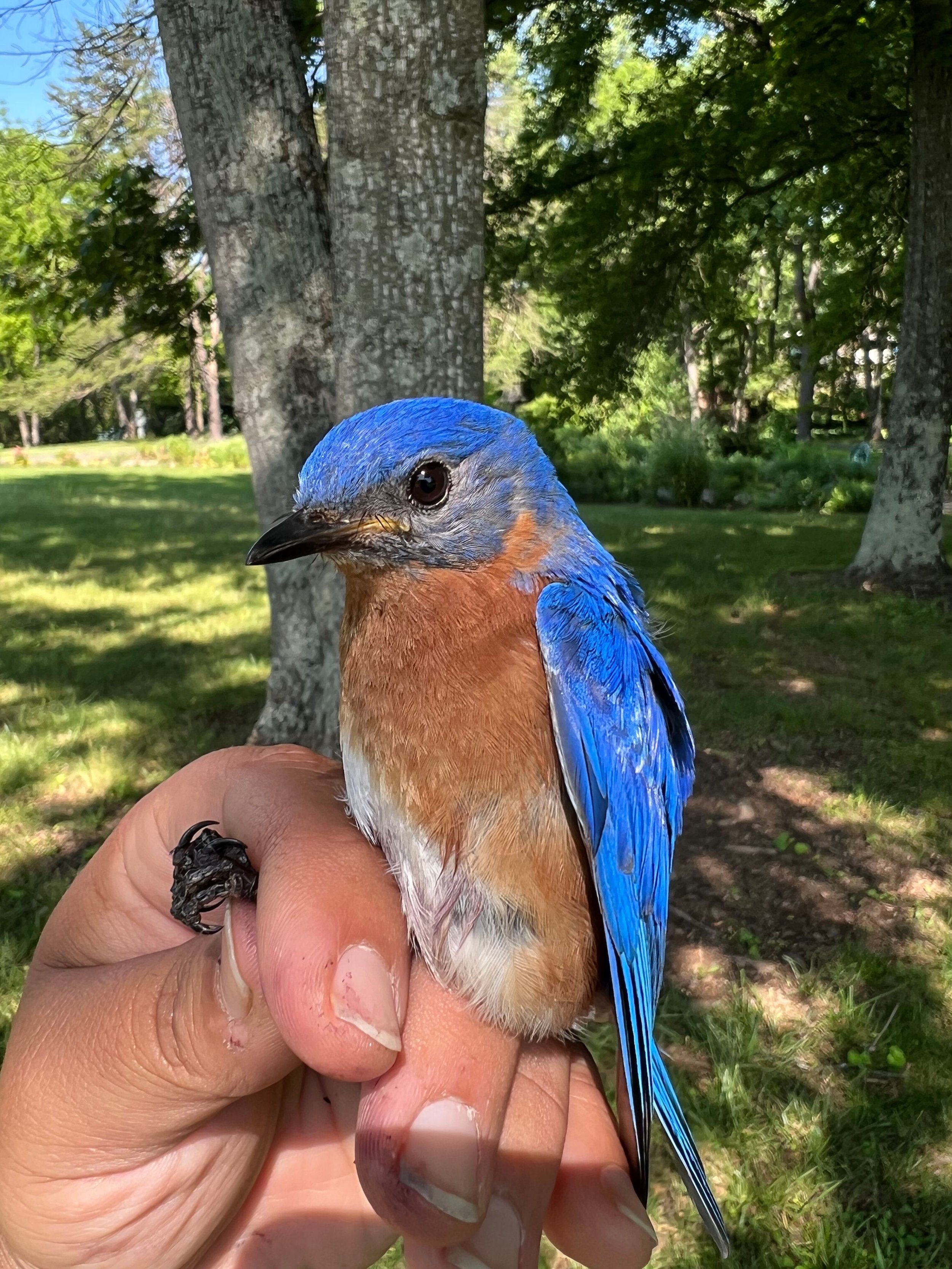  “The picture most closely related to my story and just taken this morning.&nbsp; In my story, I talk about this park with a big hill and having to extract this bluebird on my own, and how I felt after getting it out.&nbsp; This morning we set up net