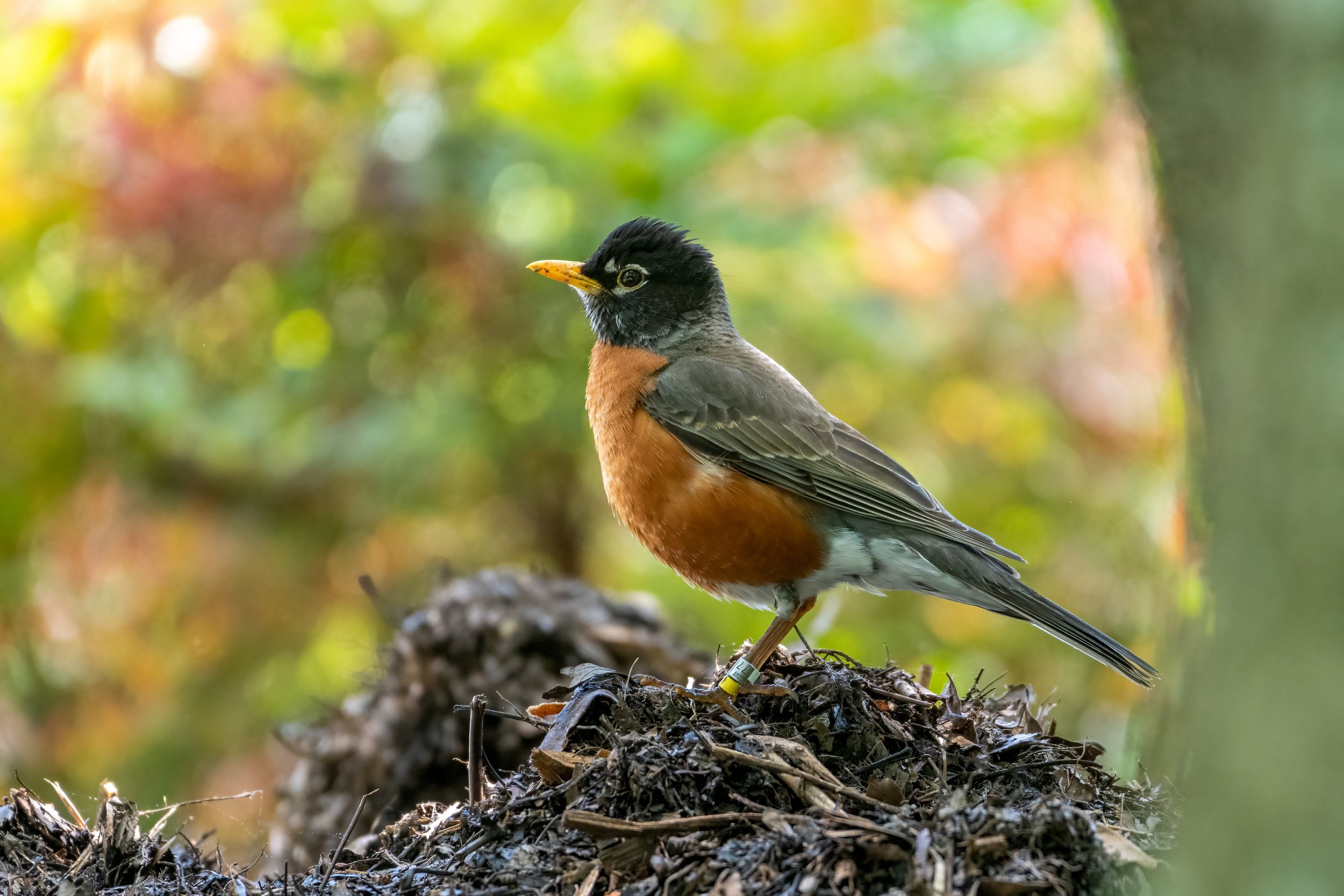  “One of my birding photos of an American robin.  I mentioned in my story helping a friend out with their bird research, and that was Emily Williams who is also a Story Collider storyteller in the DC area.  I ended up taking a partial sabbatical from