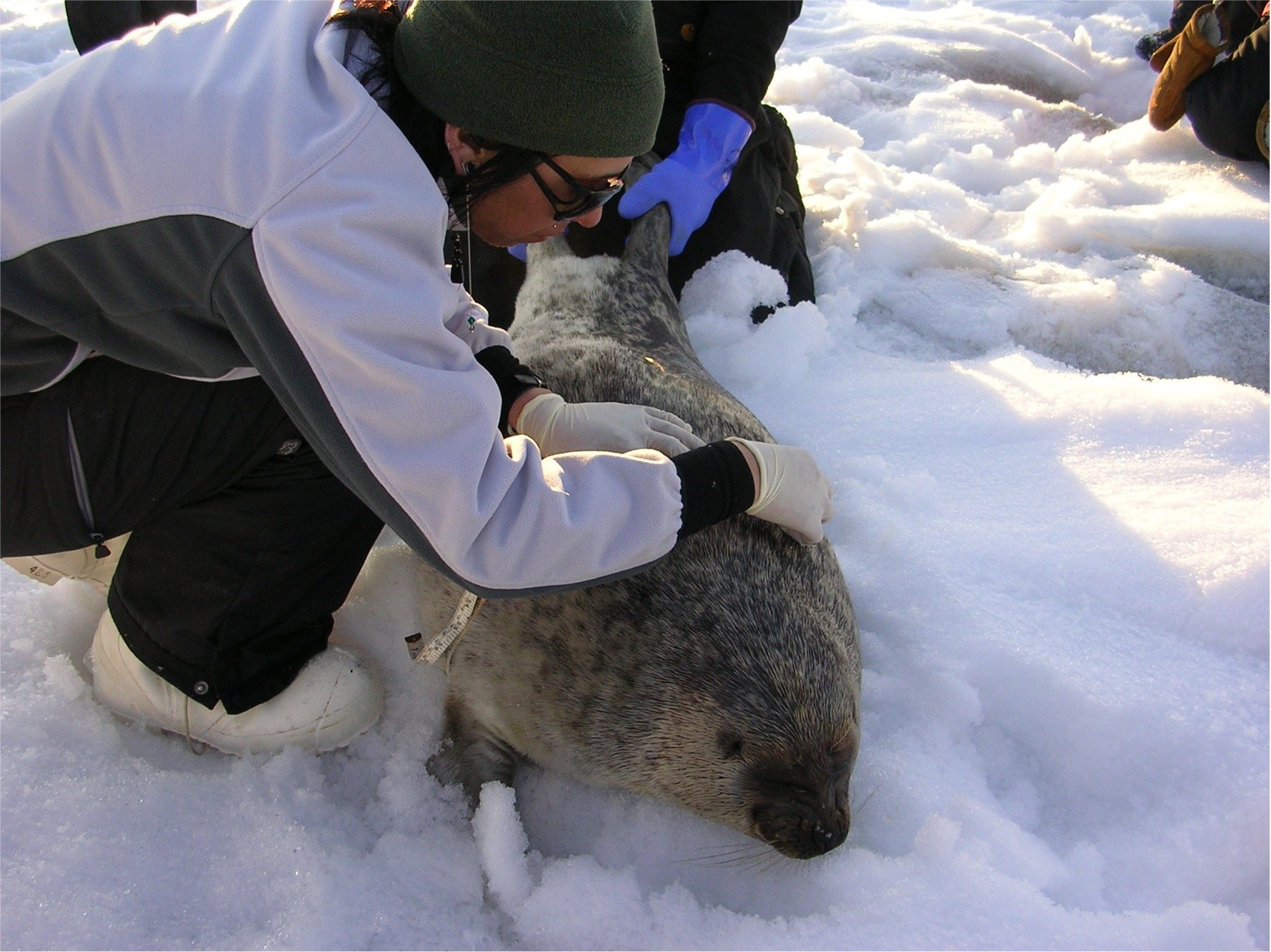 Micaela researching seals in the Arctic.  