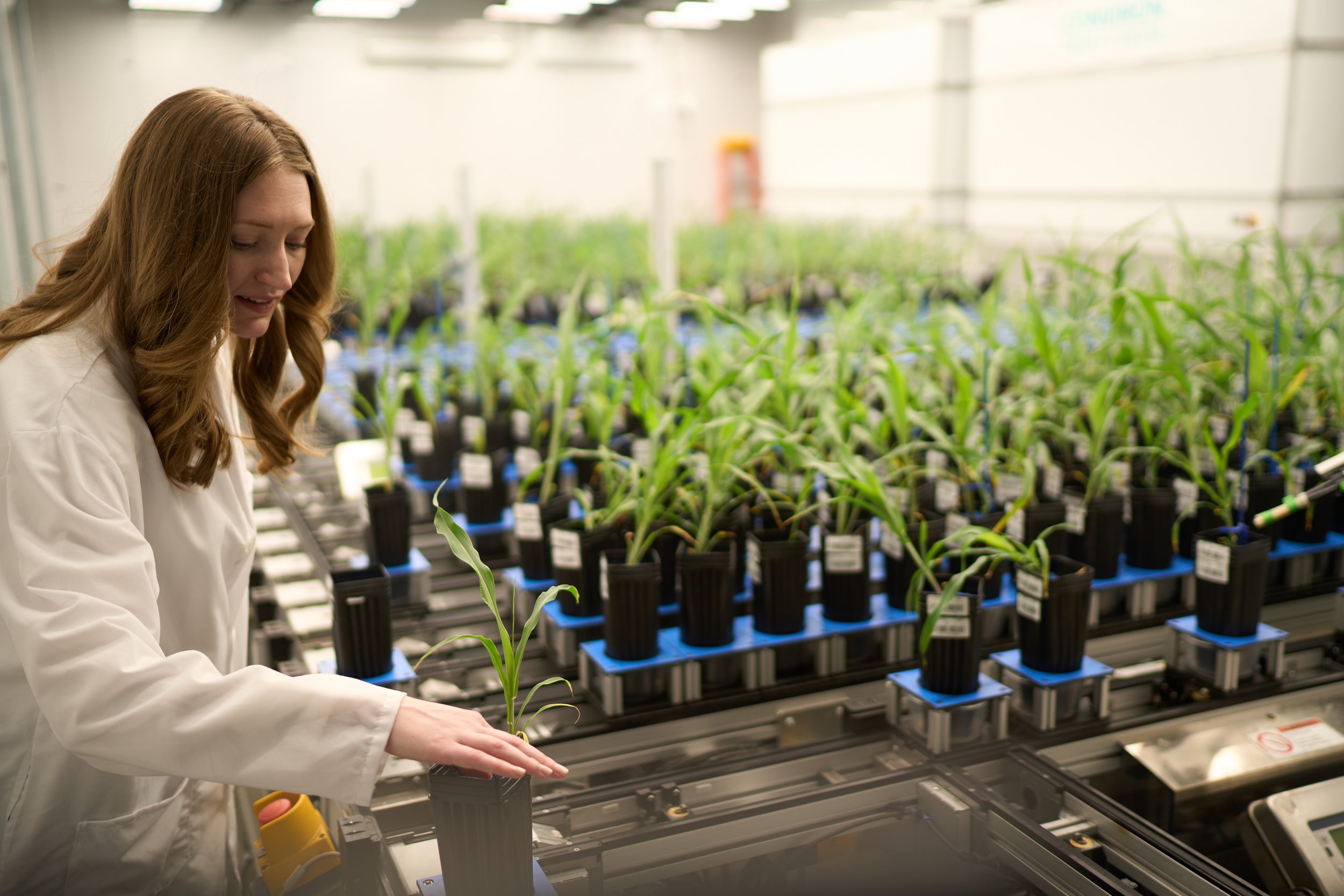  Dr. Murphy examines plants in the high-throughput phenotyping facility at the Donald Danforth Plant Science Center. Photo credit: Donald Danforth Plant Science Center 