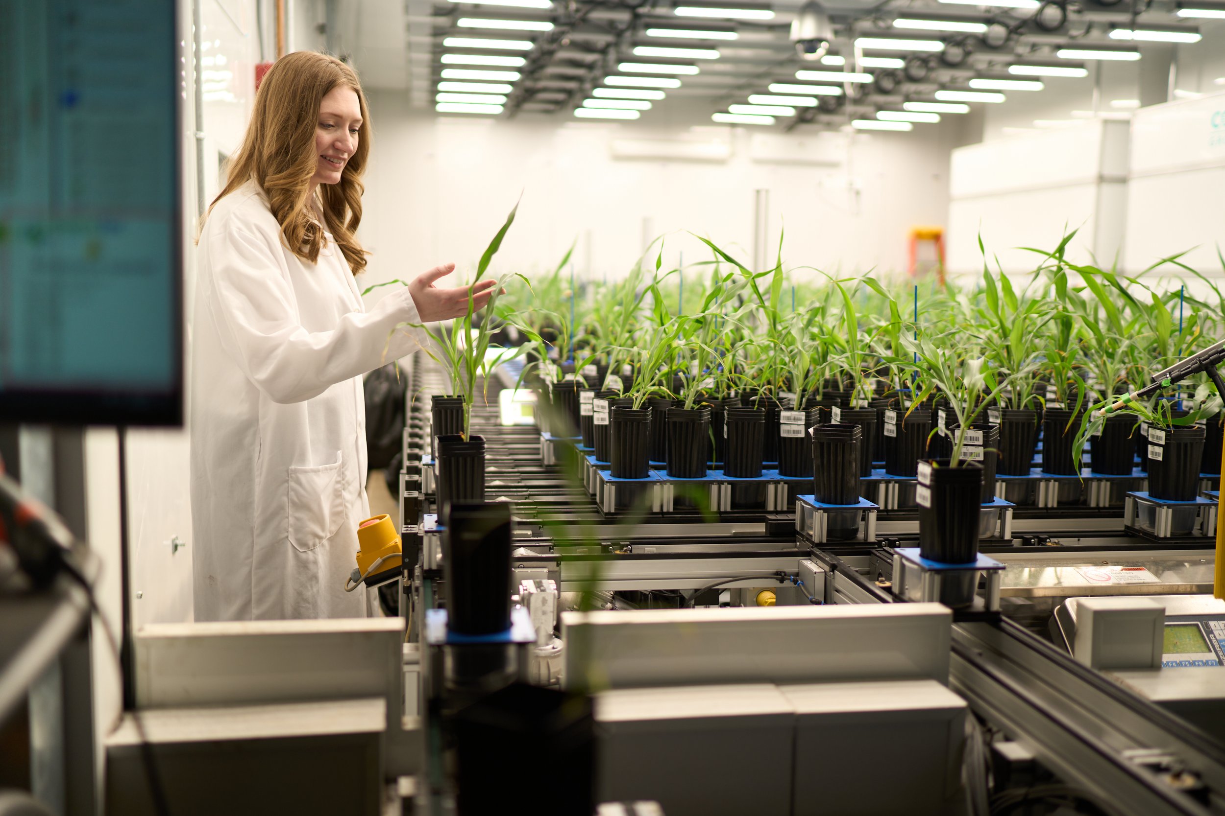  Dr. Murphy examines plants in the high-throughput phenotyping facility at the Donald Danforth Plant Science Center. Photo credit: Donald Danforth Plant Science Center 