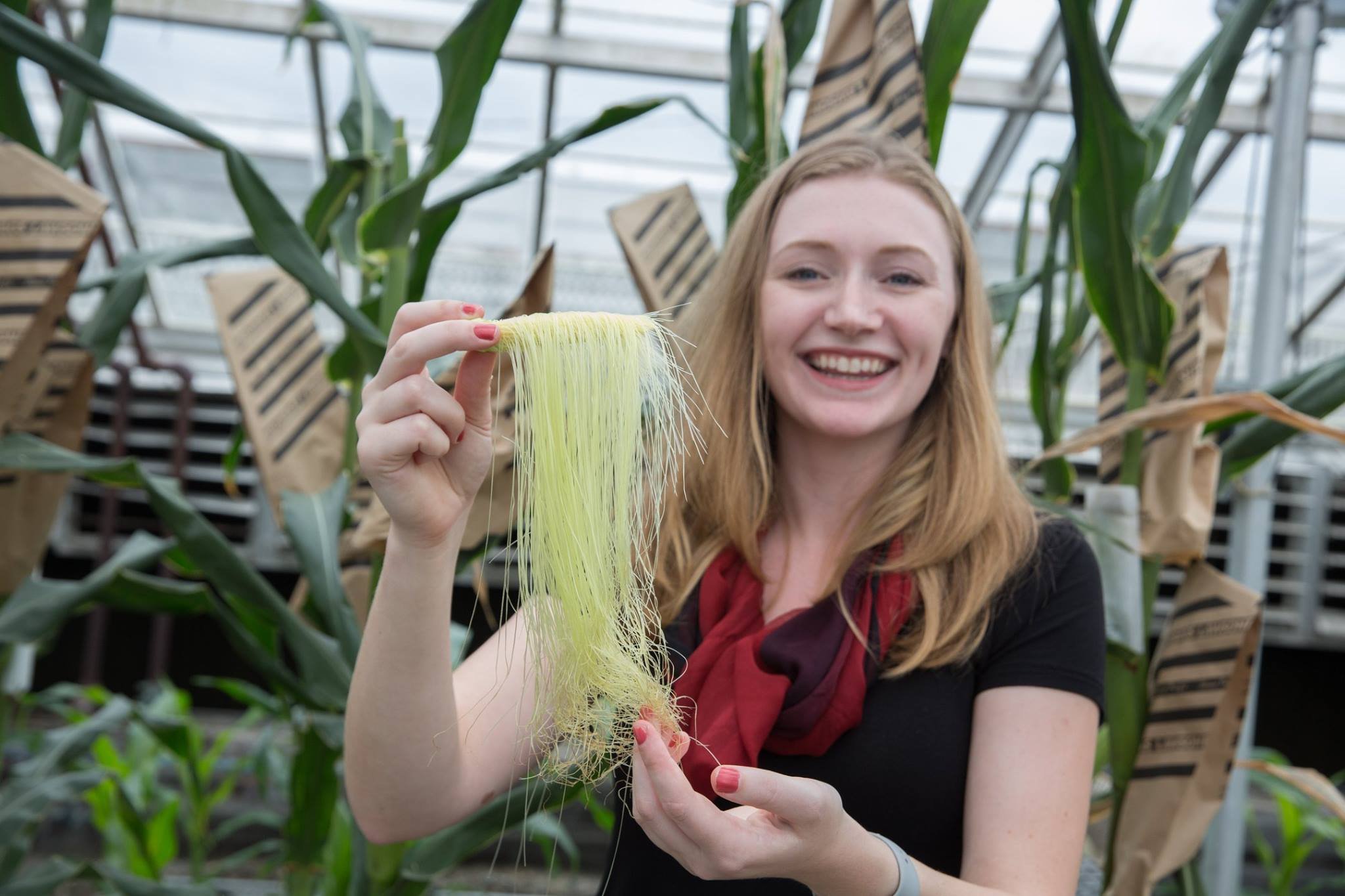  Dr. Murphy, nicknamed the Corn Queen, holds up a developing ear of corn. Photo credit: UC Davis College of Biological Sciences 