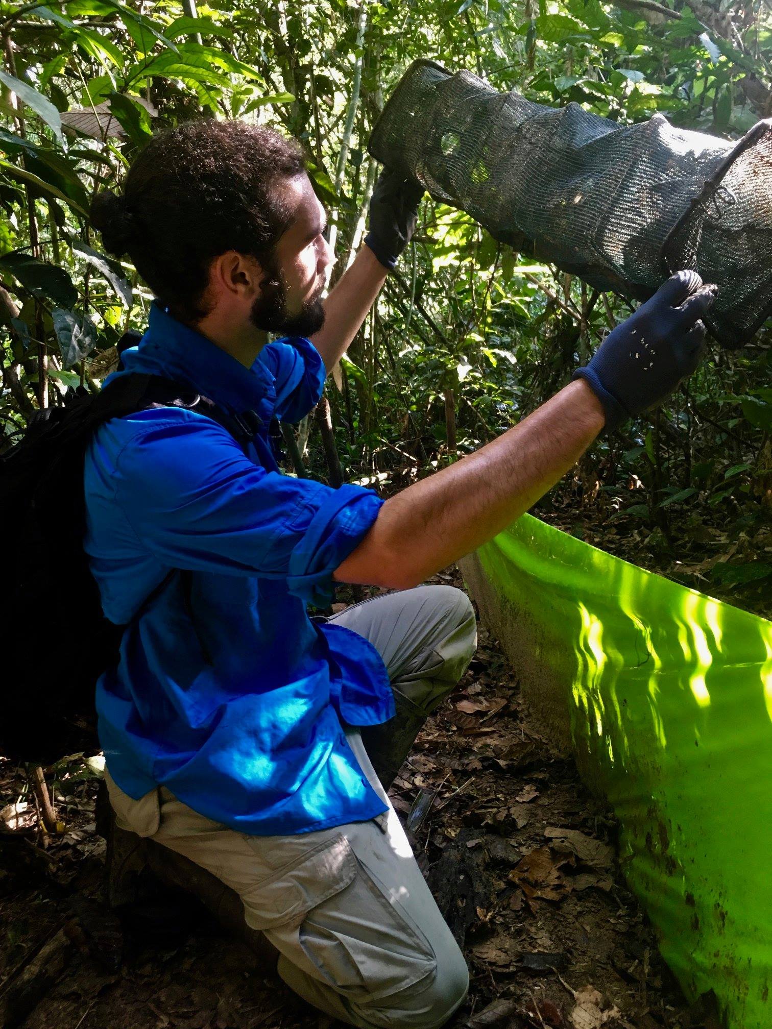    Greg inspecting a funnel trap used to capture cryptic herps in the Peruvian Amazon.   