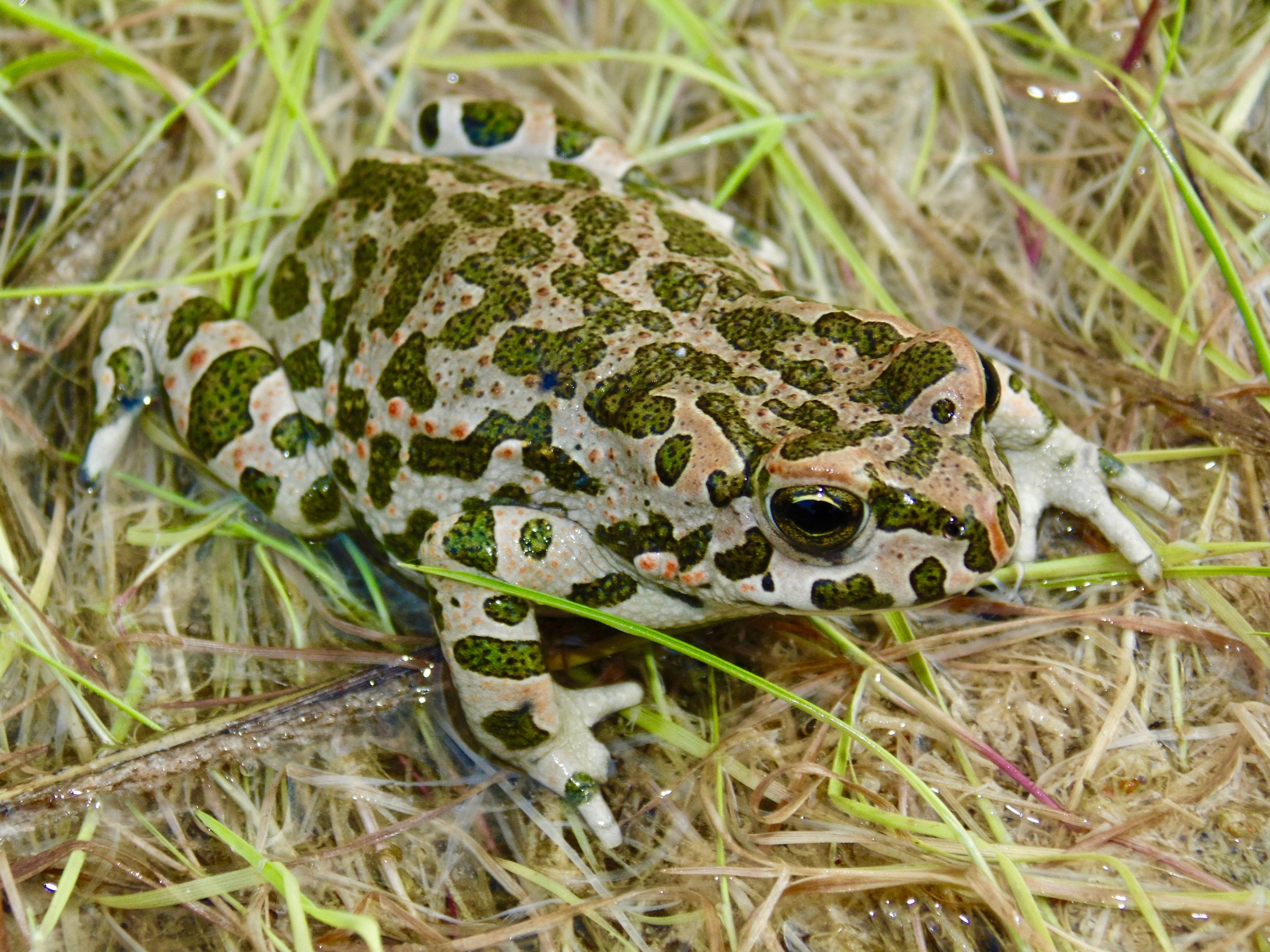    A specimen of a European Green Toad, Bufotes viridis, from the island of Kythera.   