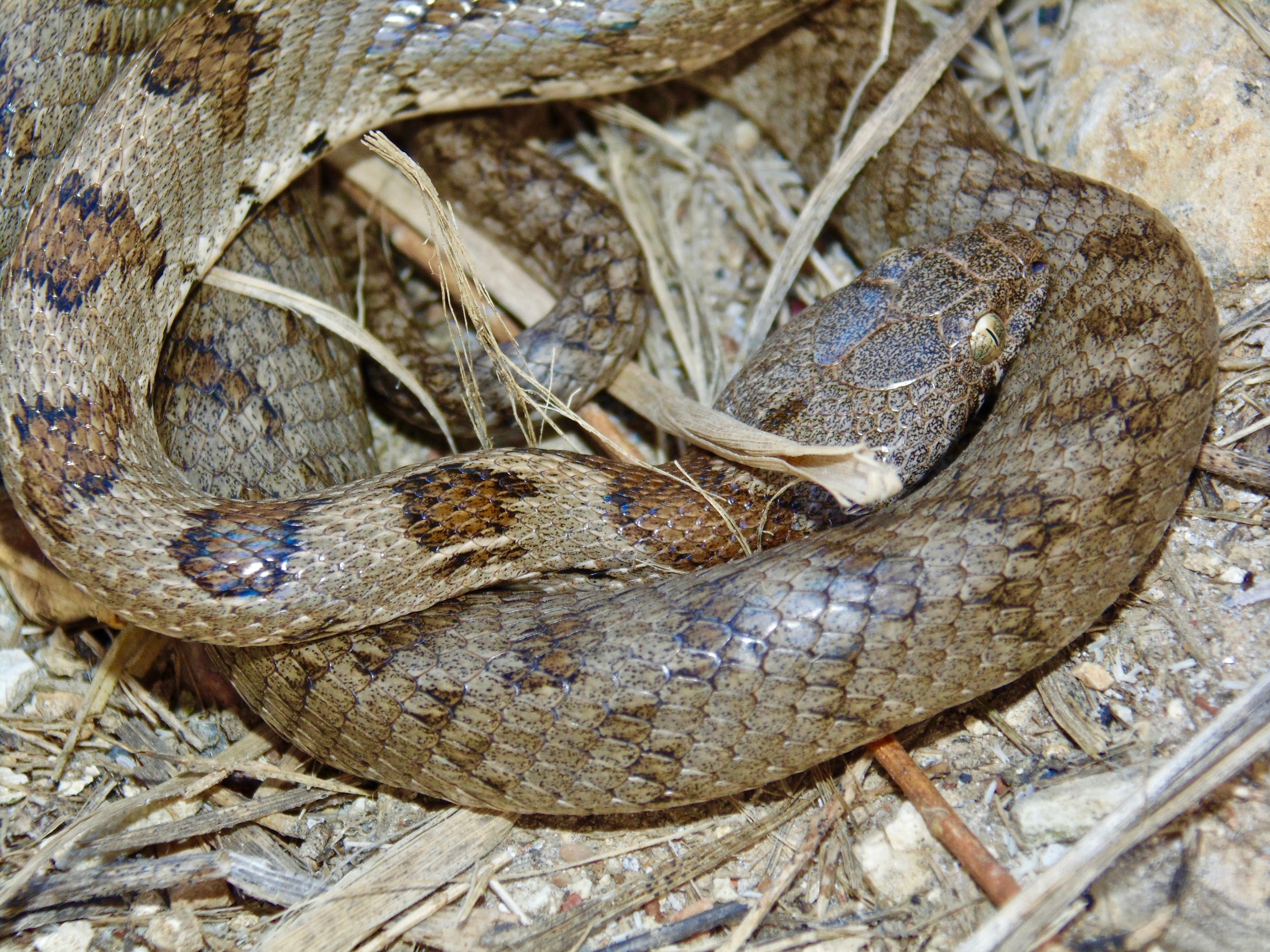    A specimen of an endemic subspecies of European Cat Snake, Telescopus fallax intermedius, from the nearby island of Antikythera.   