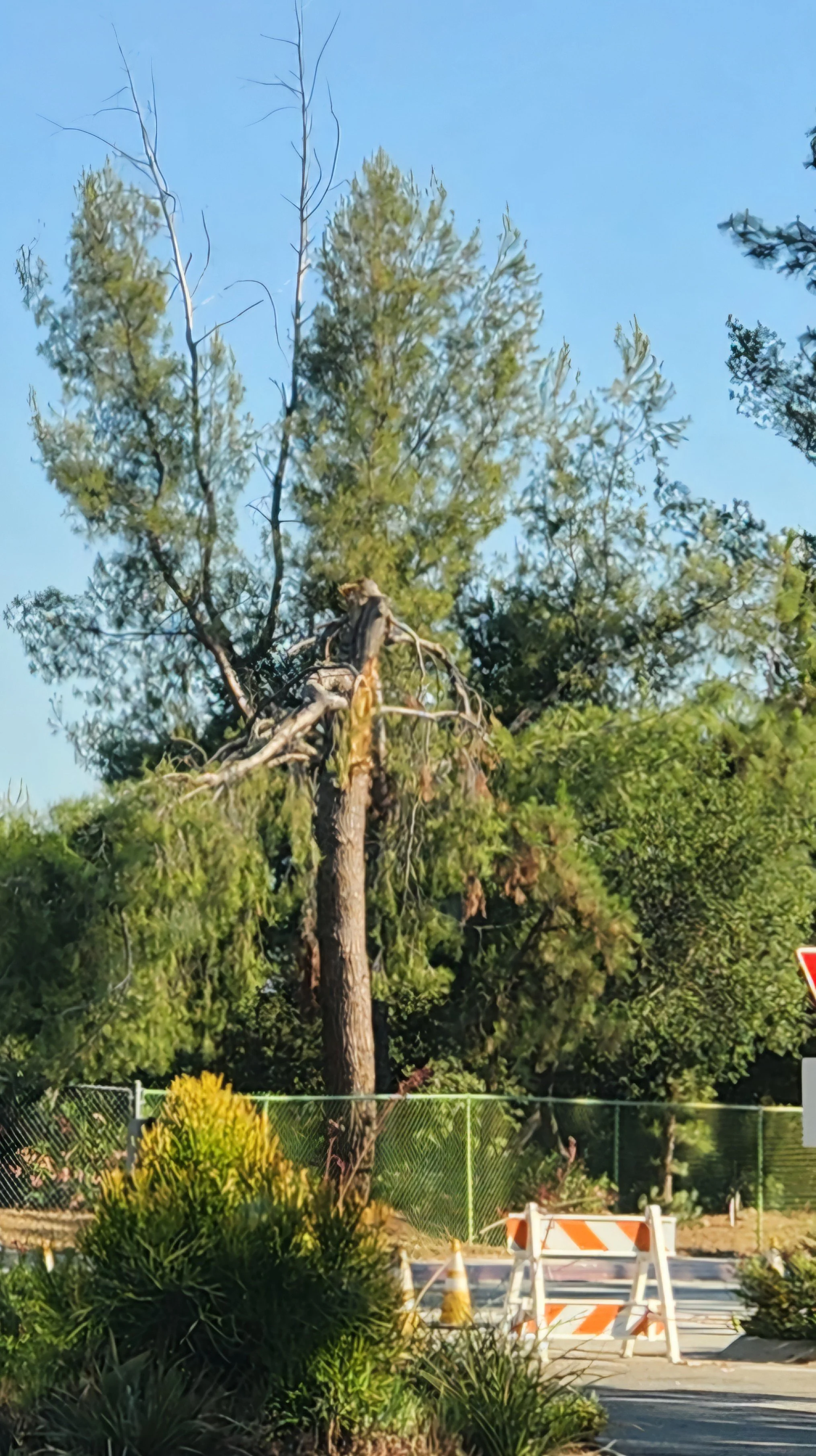 Damaged_Tree_Outside_JPL_Entrance.jpg