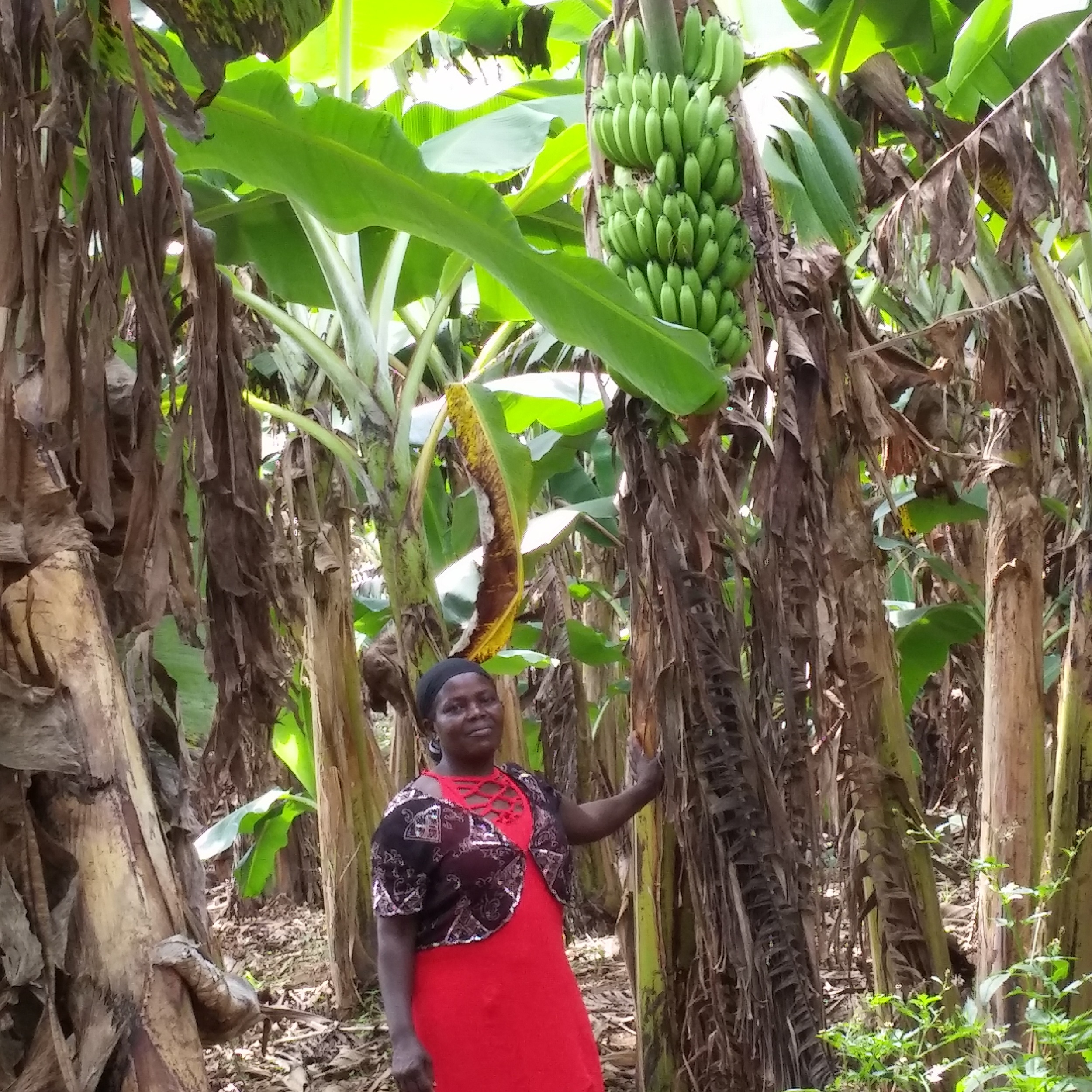Plant health through diversification