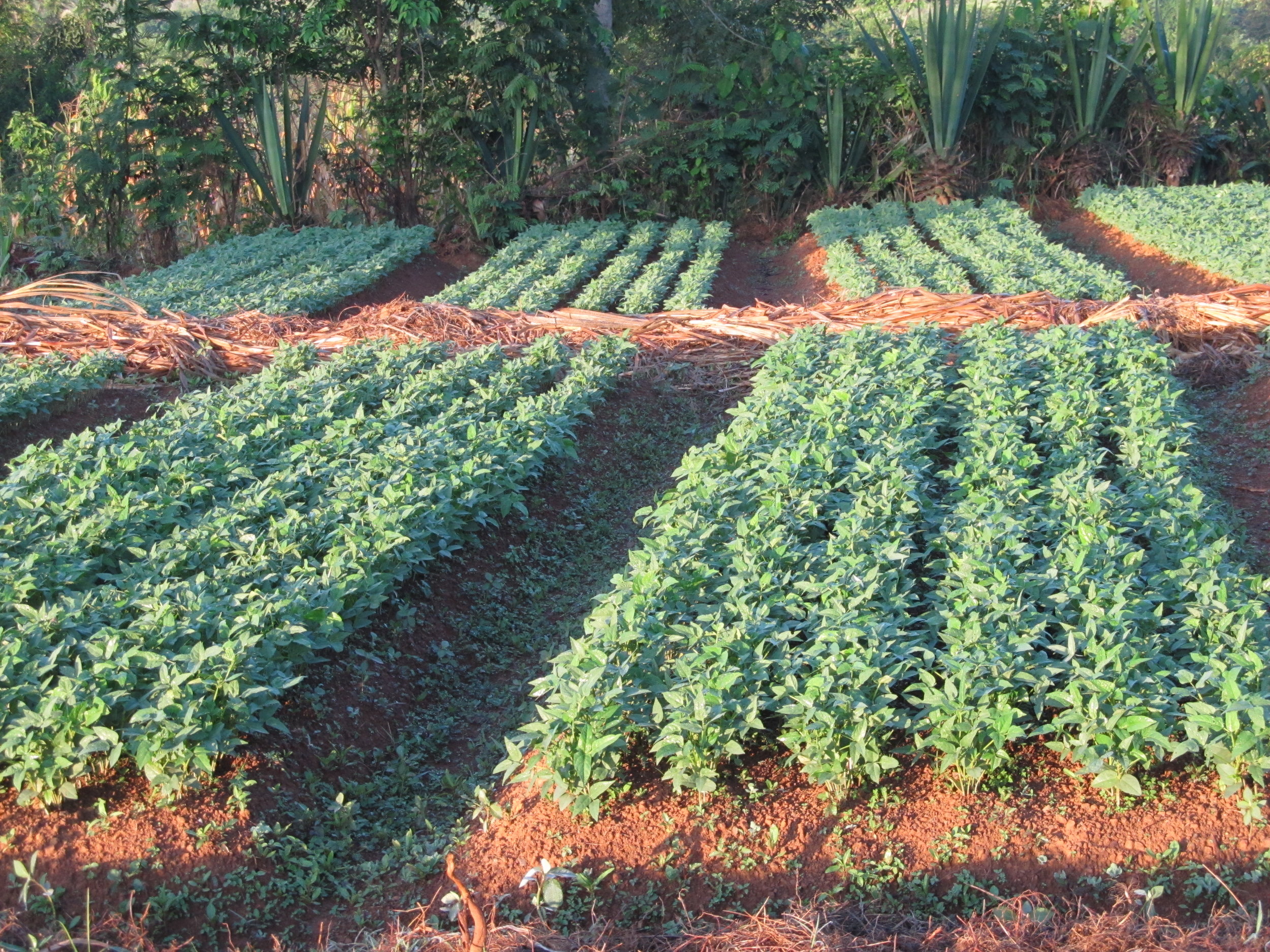 Profitable, traditional grains.
