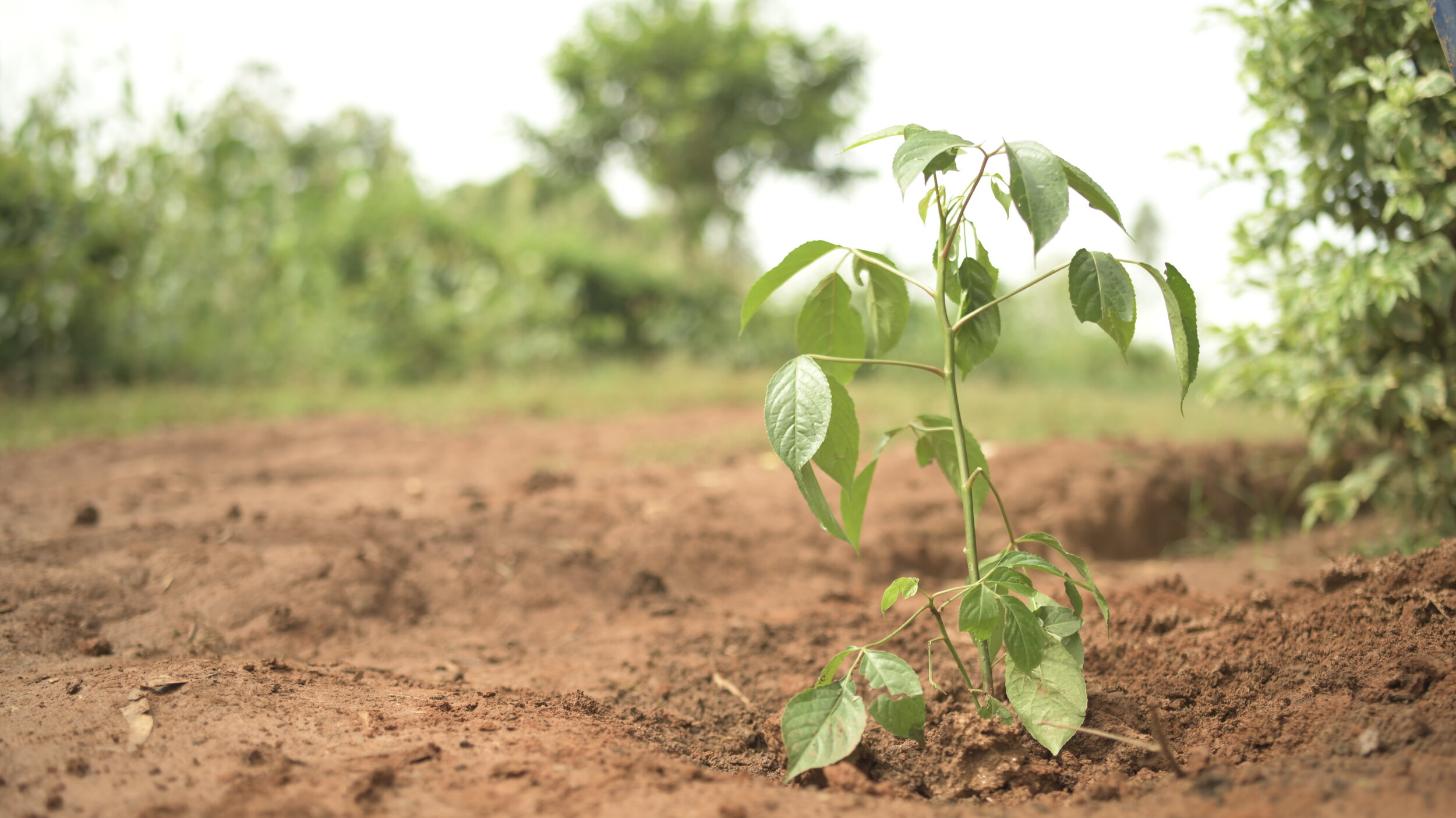 Farming programs breathe new life into fields and communities