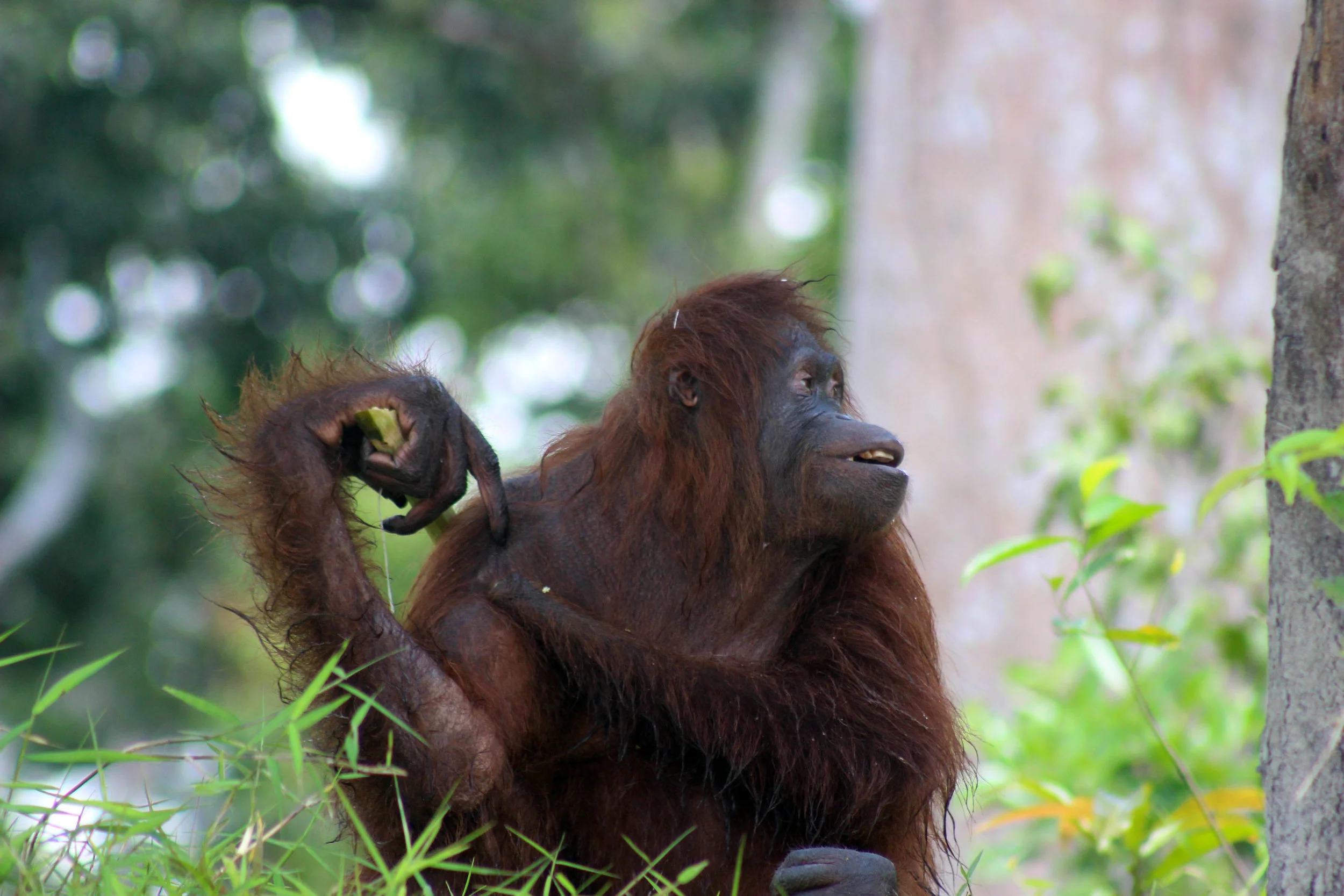 Kessie, the one-handed orangutan enjoys sugarcane on the coast of Palas island