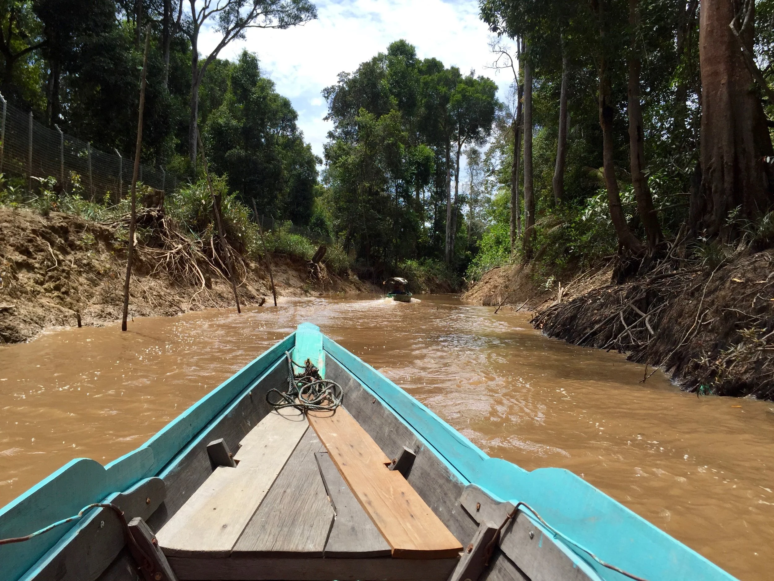 View from the small motorized canoes that took us to the orangutan island