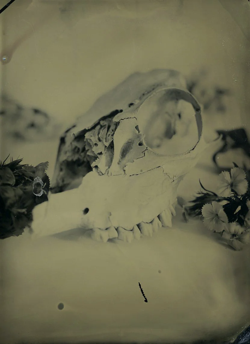  Untitled   Wet Plate Collodion  
