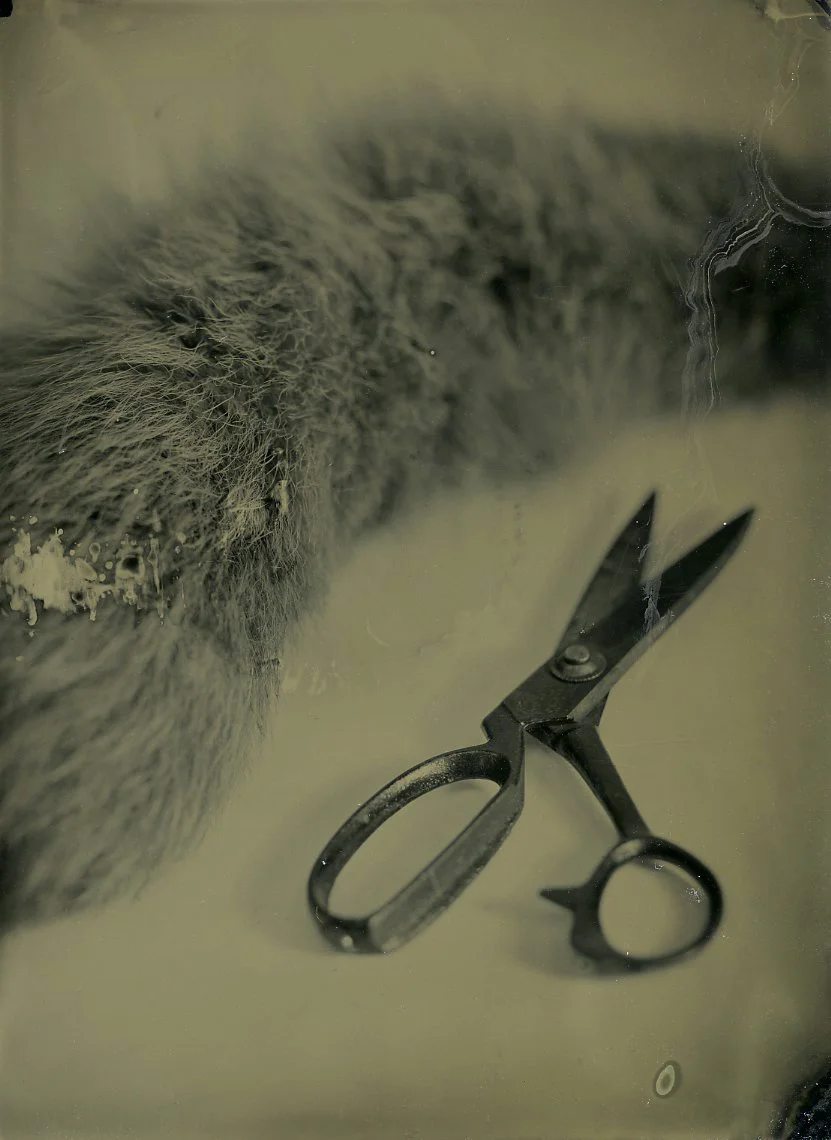  Foxes Tail   Wet Plate Collodion  