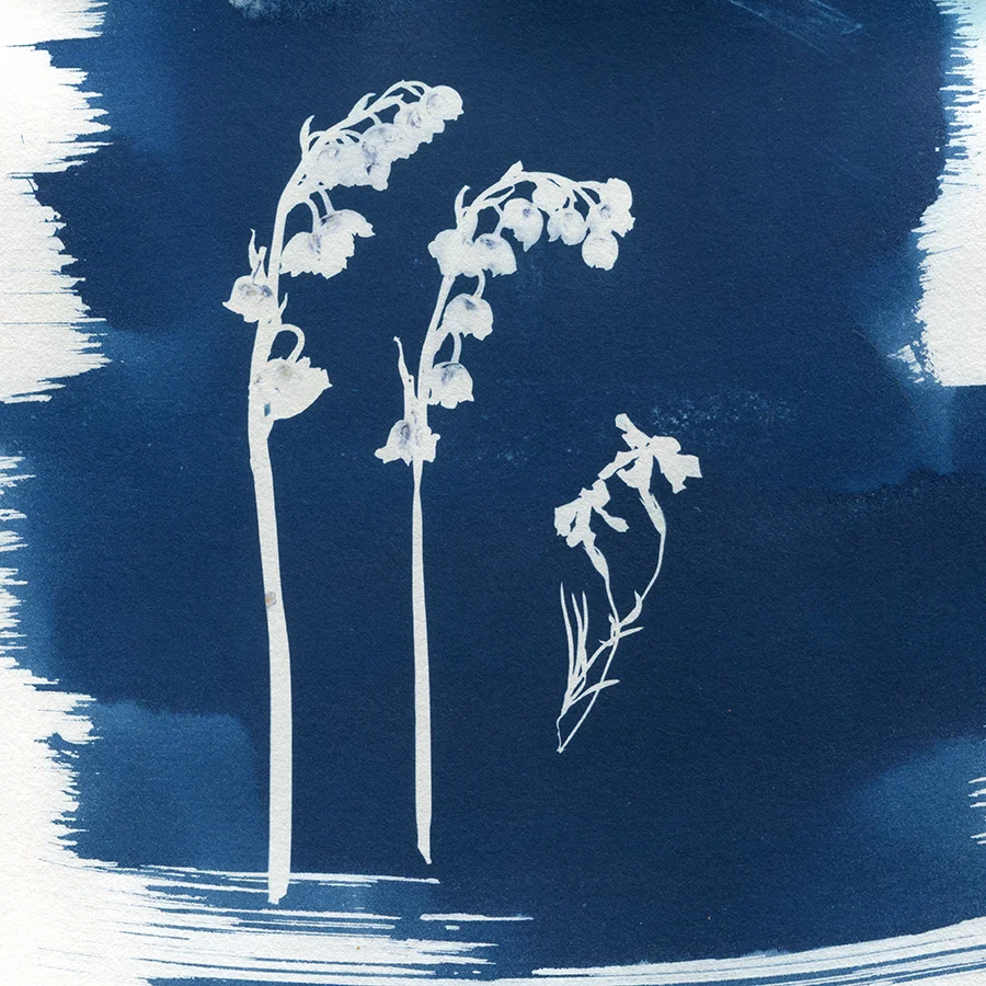  Watchful   Cyanotype on paper   8x8 