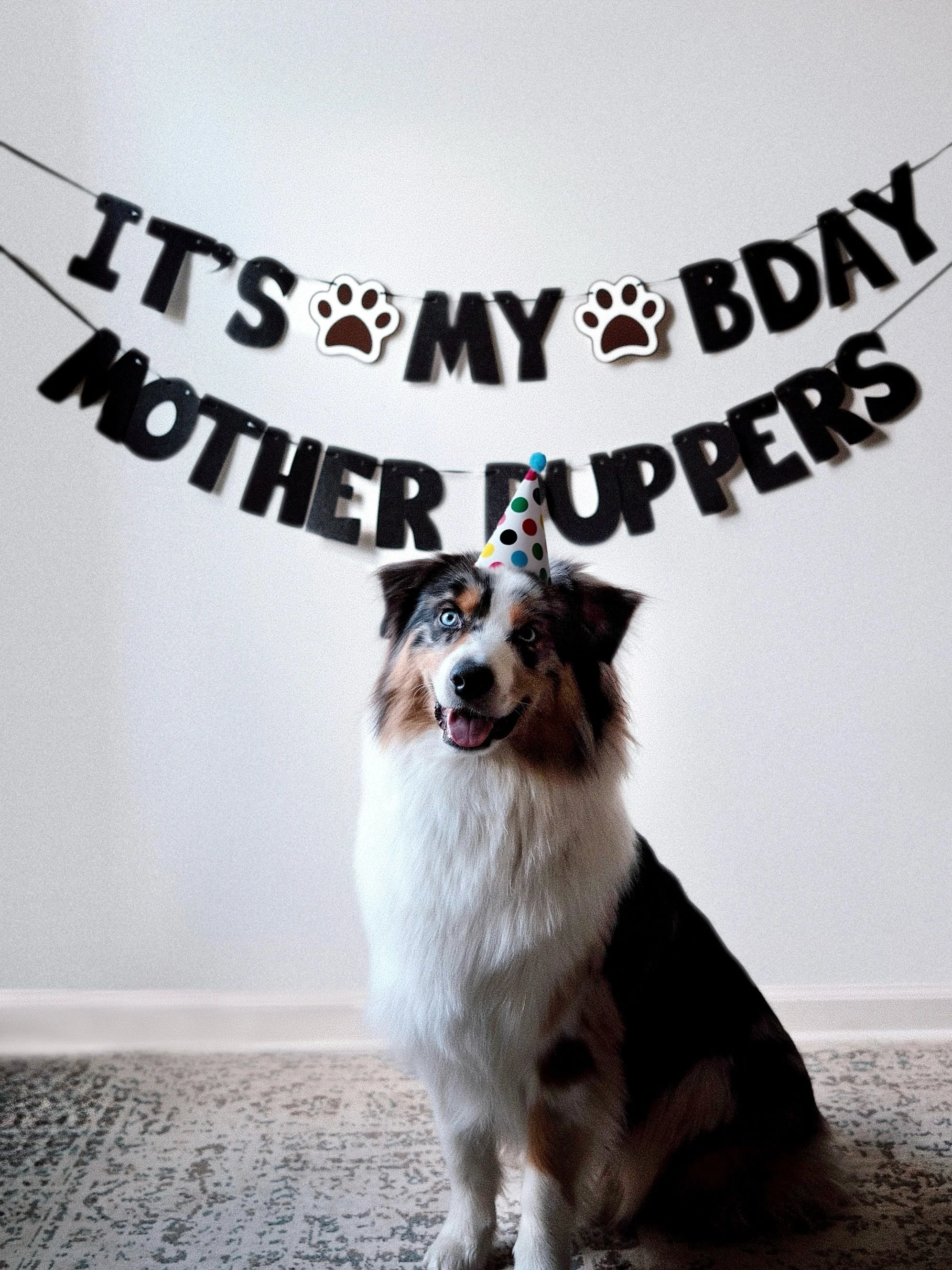 I present to you Archers official 1st birthday portrait! Not pictured is a lot of treats to get him to sit still long enough lol #archertheaussie #dogbirthday