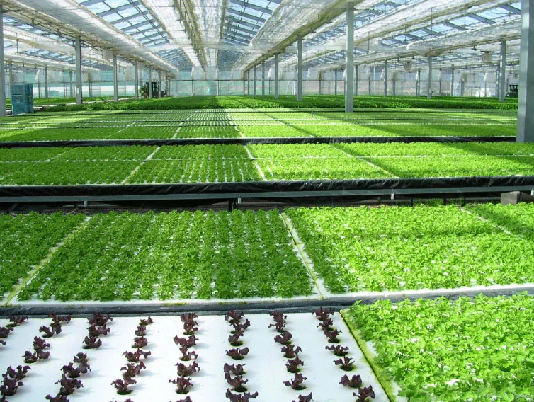 hydroponics.jpeg