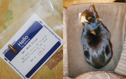 Photo: A real-life Cat Hair Pill and “Cat B”