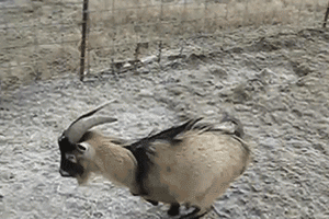 giphy (1).gif