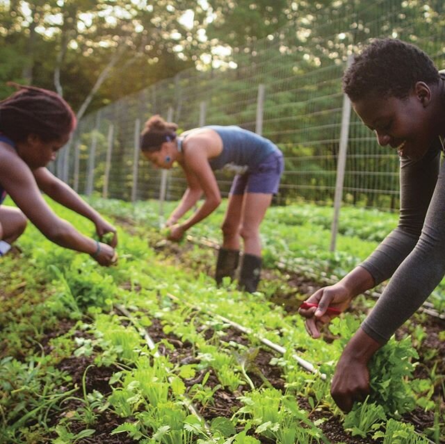 This week&rsquo;s mag sales will be donated to Issue 08 (which unfortunately is sold out) alumn @soulfirefarm! 🌱Link in bio 🌱
Soul Fire Farm is a BIPOC-centered community farm committed to ending racism and injustice in the food system. They raise 