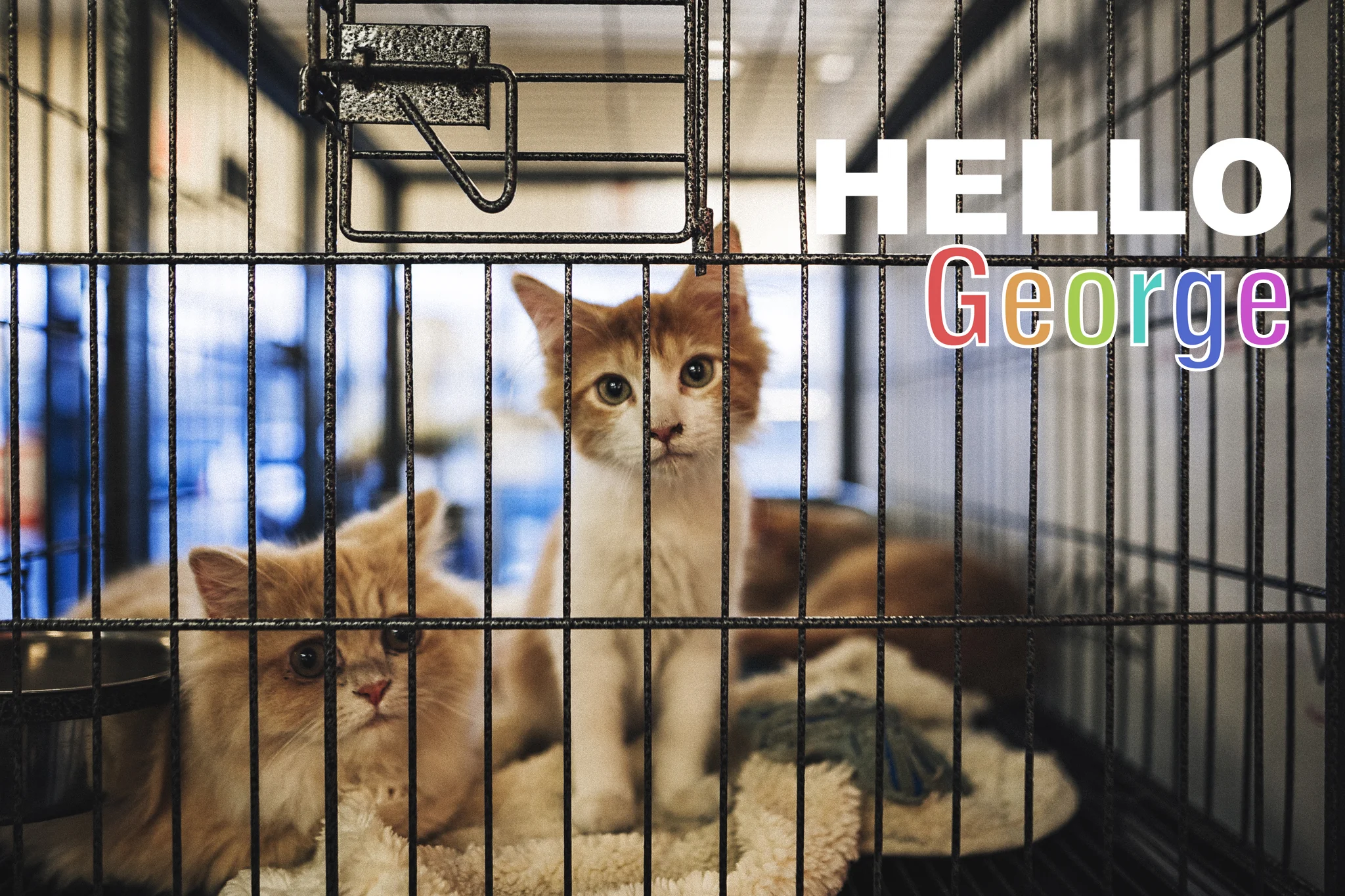 Hello George! | A 365 post - Hello Olivia Photography