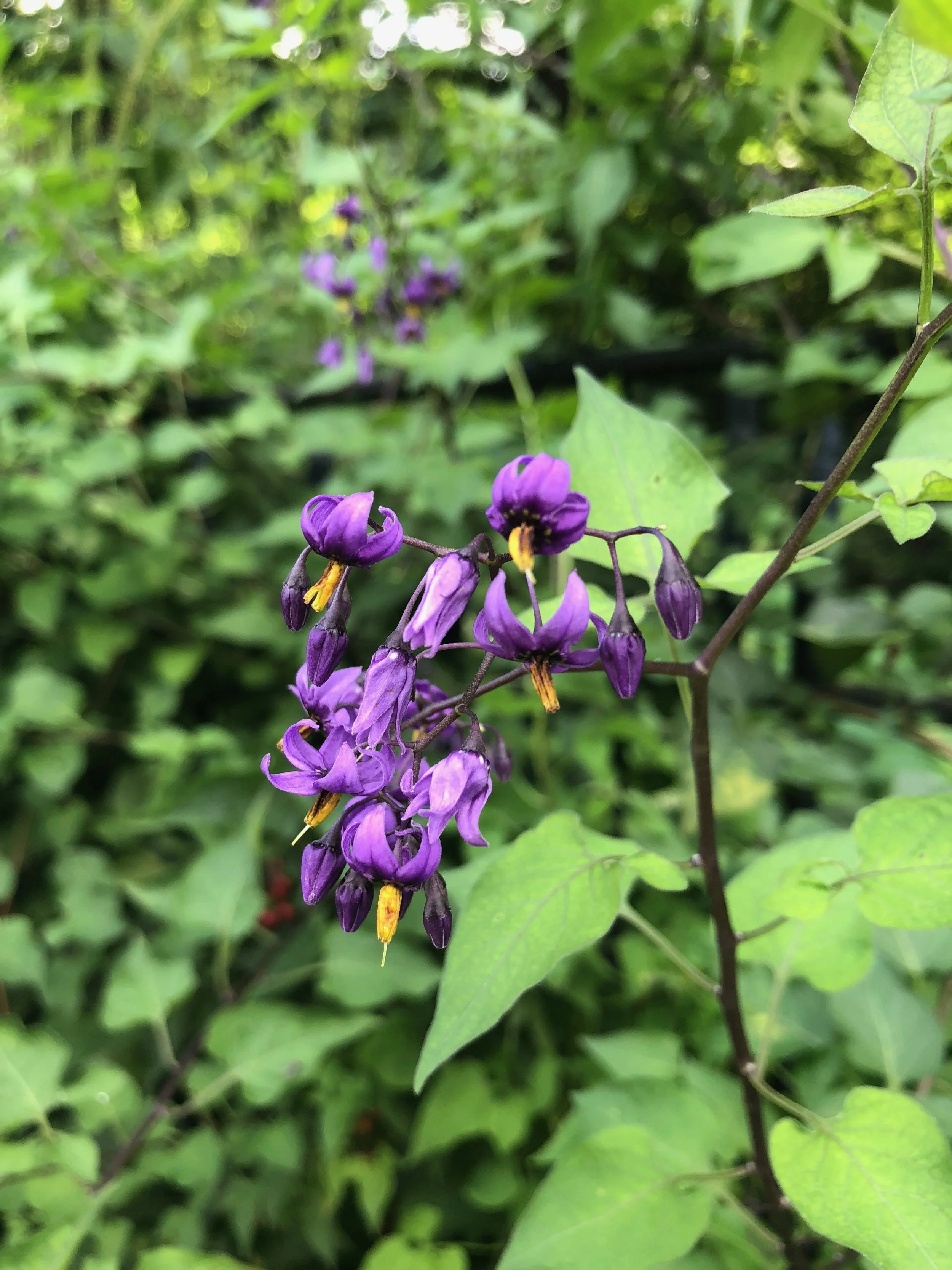 Cultural Organizing for Community Change