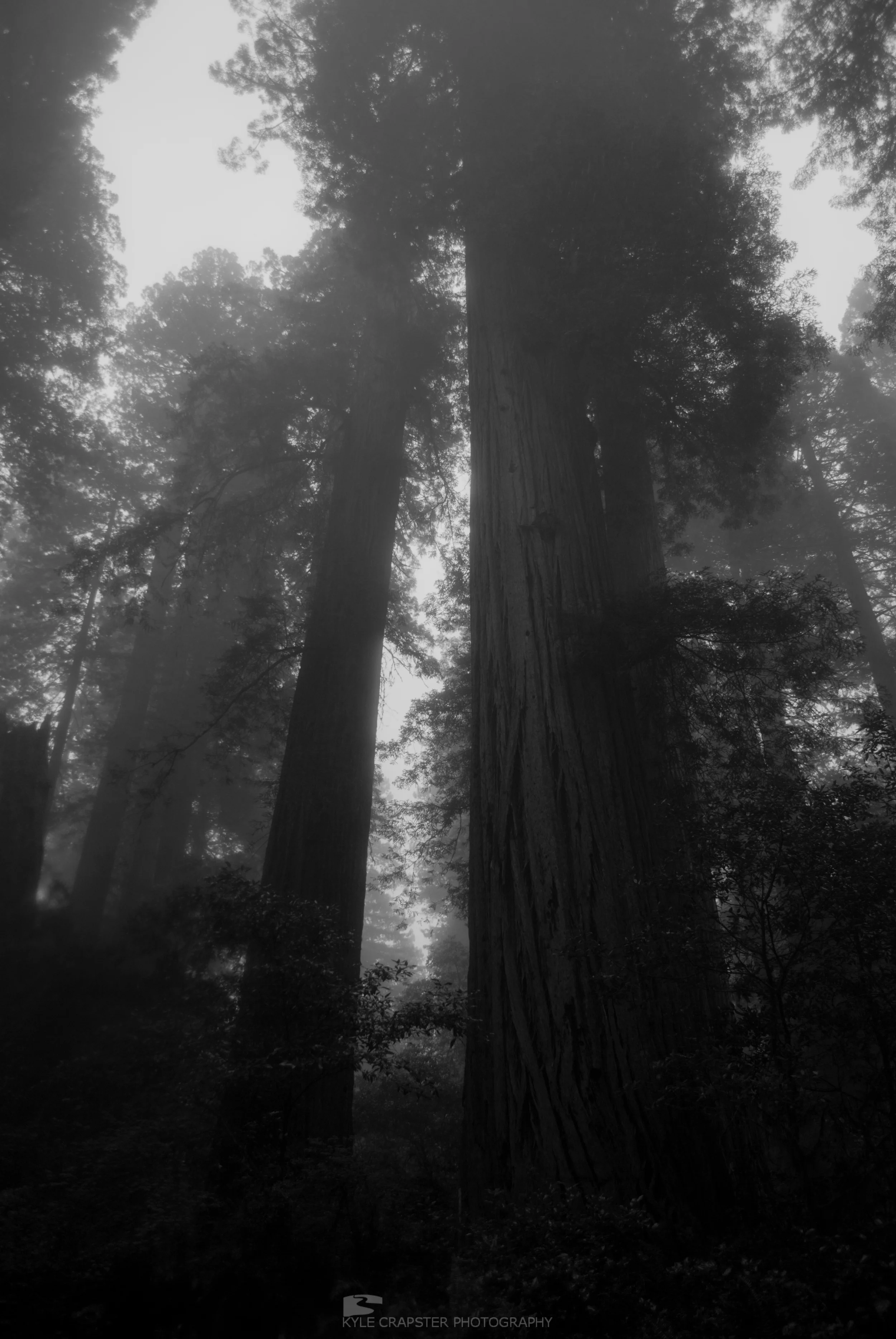 FOREST [5]