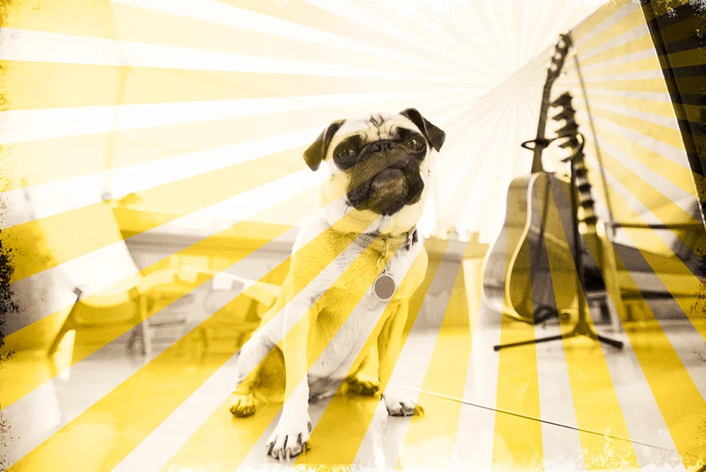 the_batch_yard_everett_apartments_dog_friendly.jpg