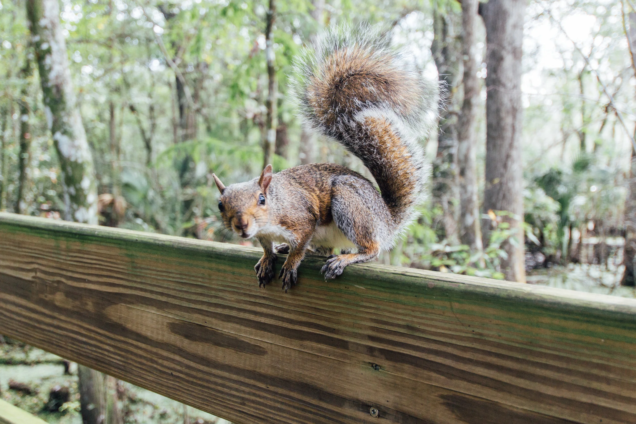 lettucelakepark-0744.jpg