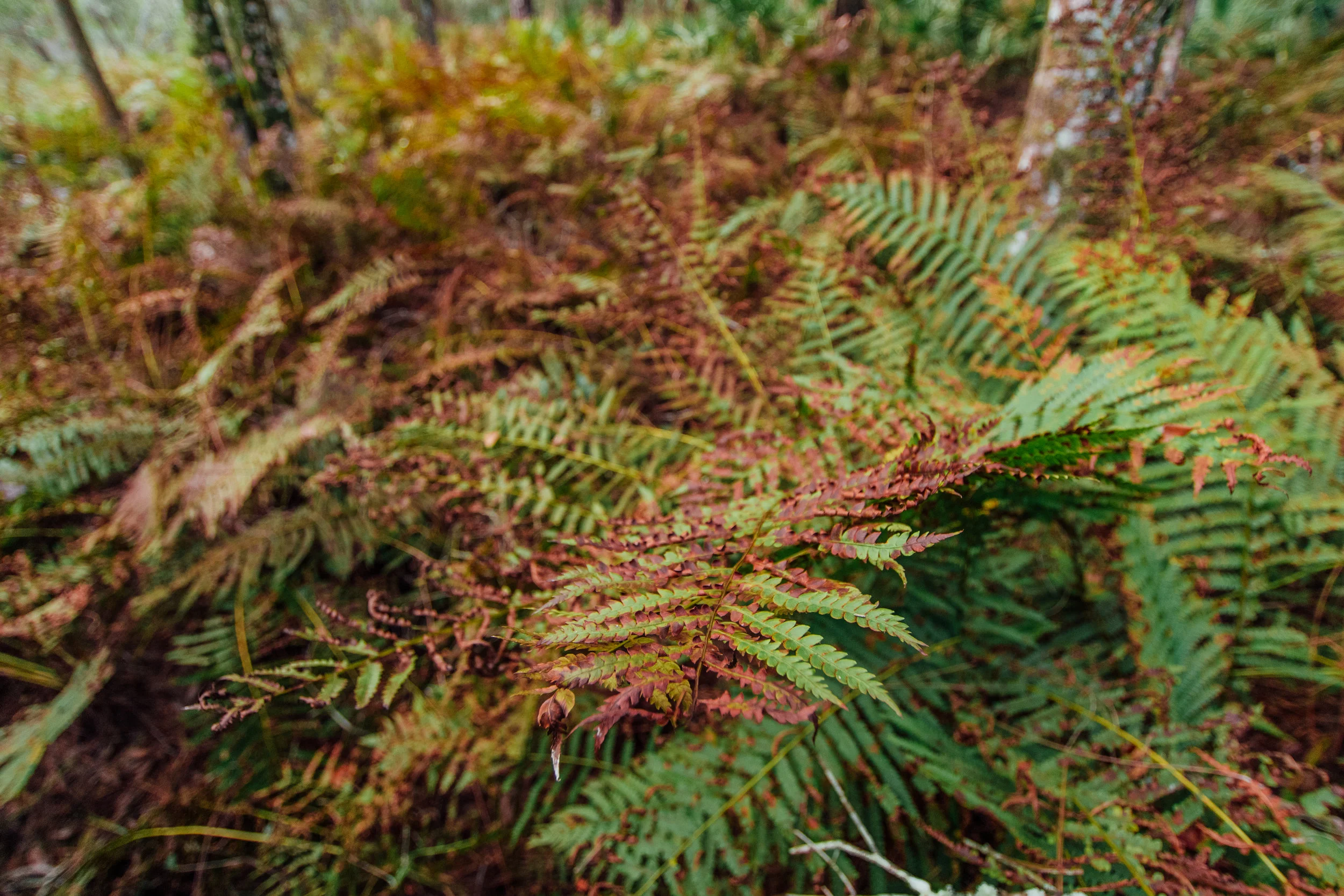 lettucelakepark-0724.jpg