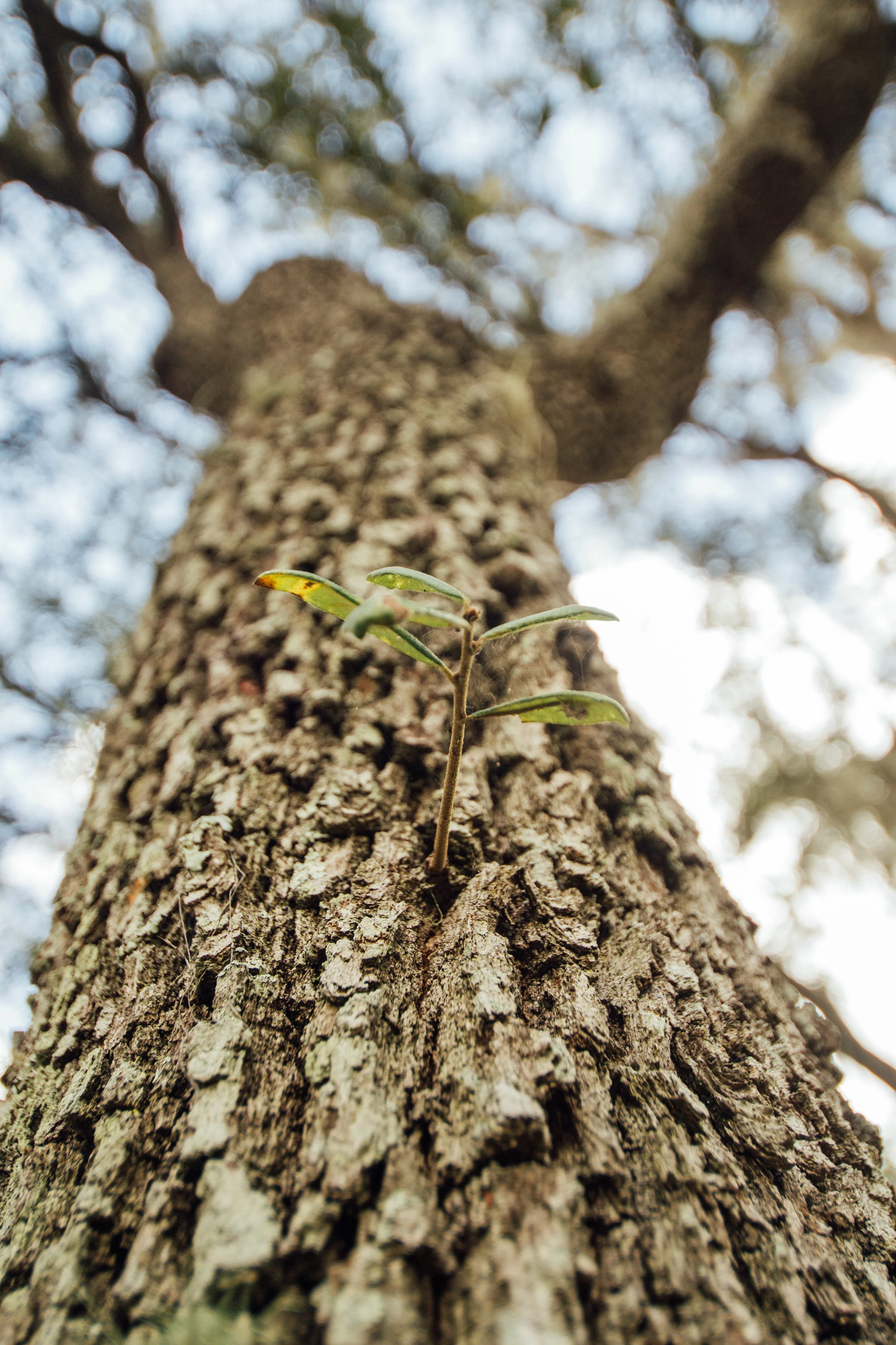 lettucelakepark-0715.jpg