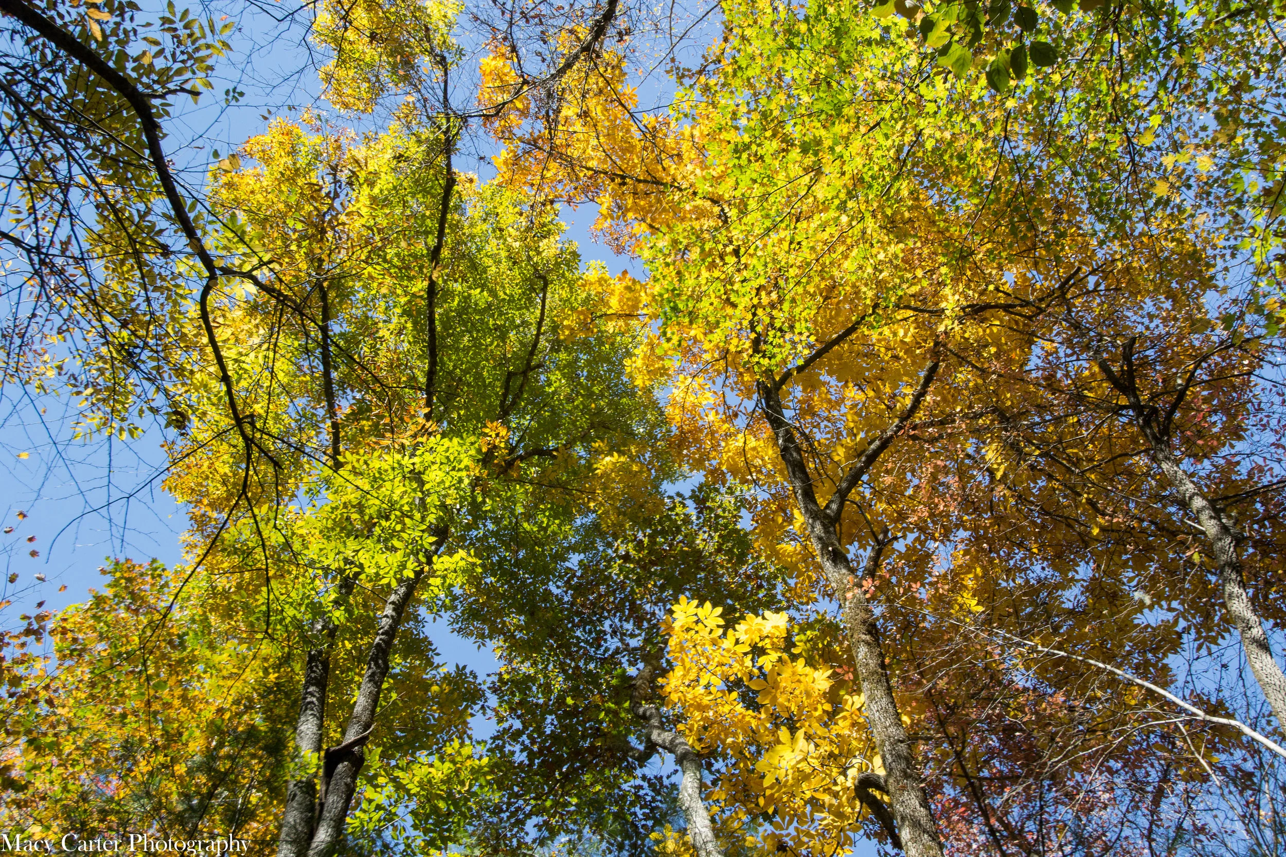 MacyCarterPhotography-1058.jpg