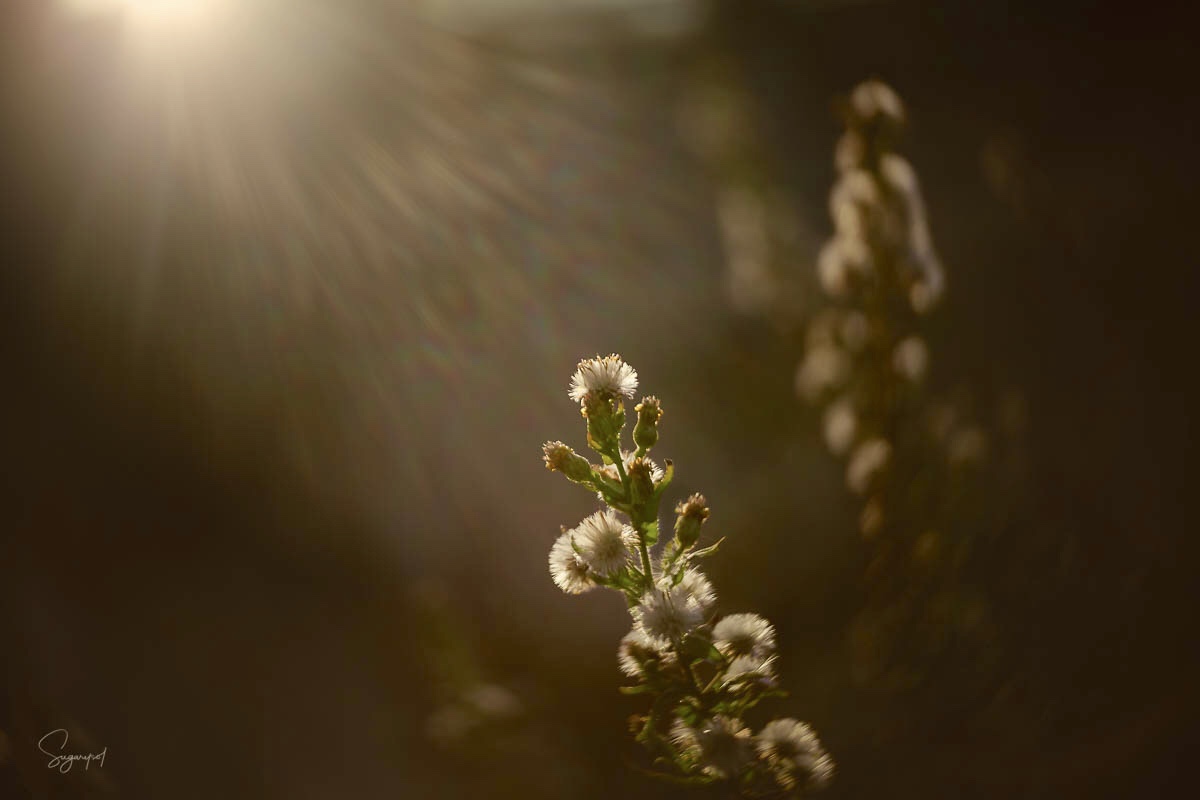 27135590-10E6-42F5-BF98-0DDA5D4B7528.jpeg