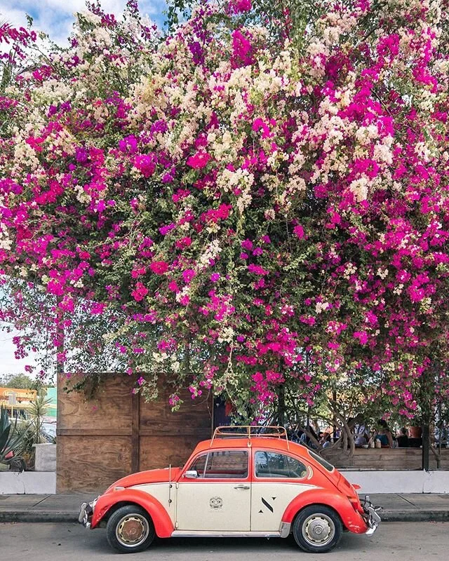 Such a colorful place

#nycphotographer #nycphoto #bloomingflowers #purplesky #streetphotography #quintanaroo #flowers #flowersofinstagram #nikon #nikonphotography #nikond750 #blooming #spring #mexico #tulummexico #tulum #tulumstreets